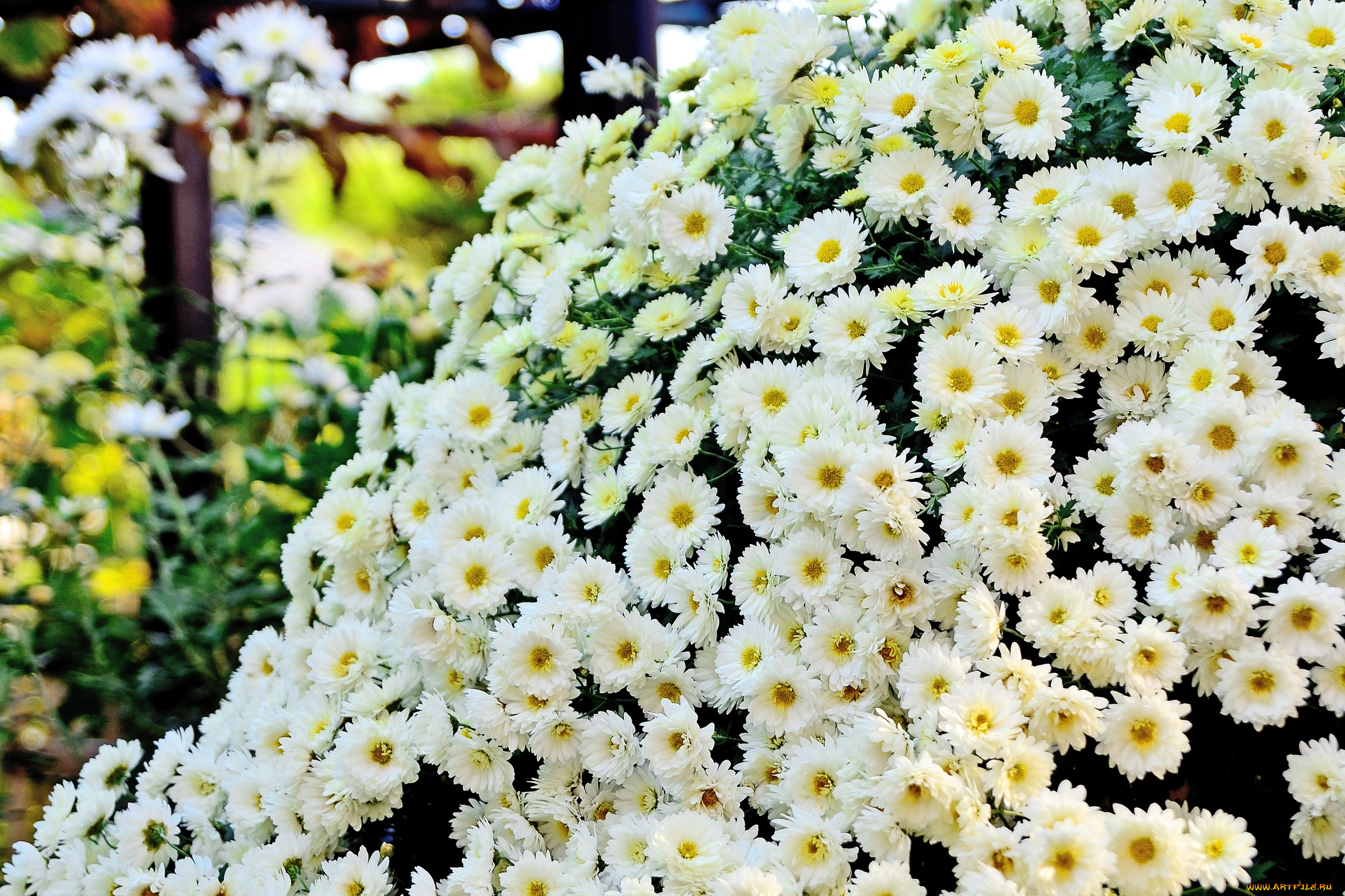 цветы, хризантемы, много