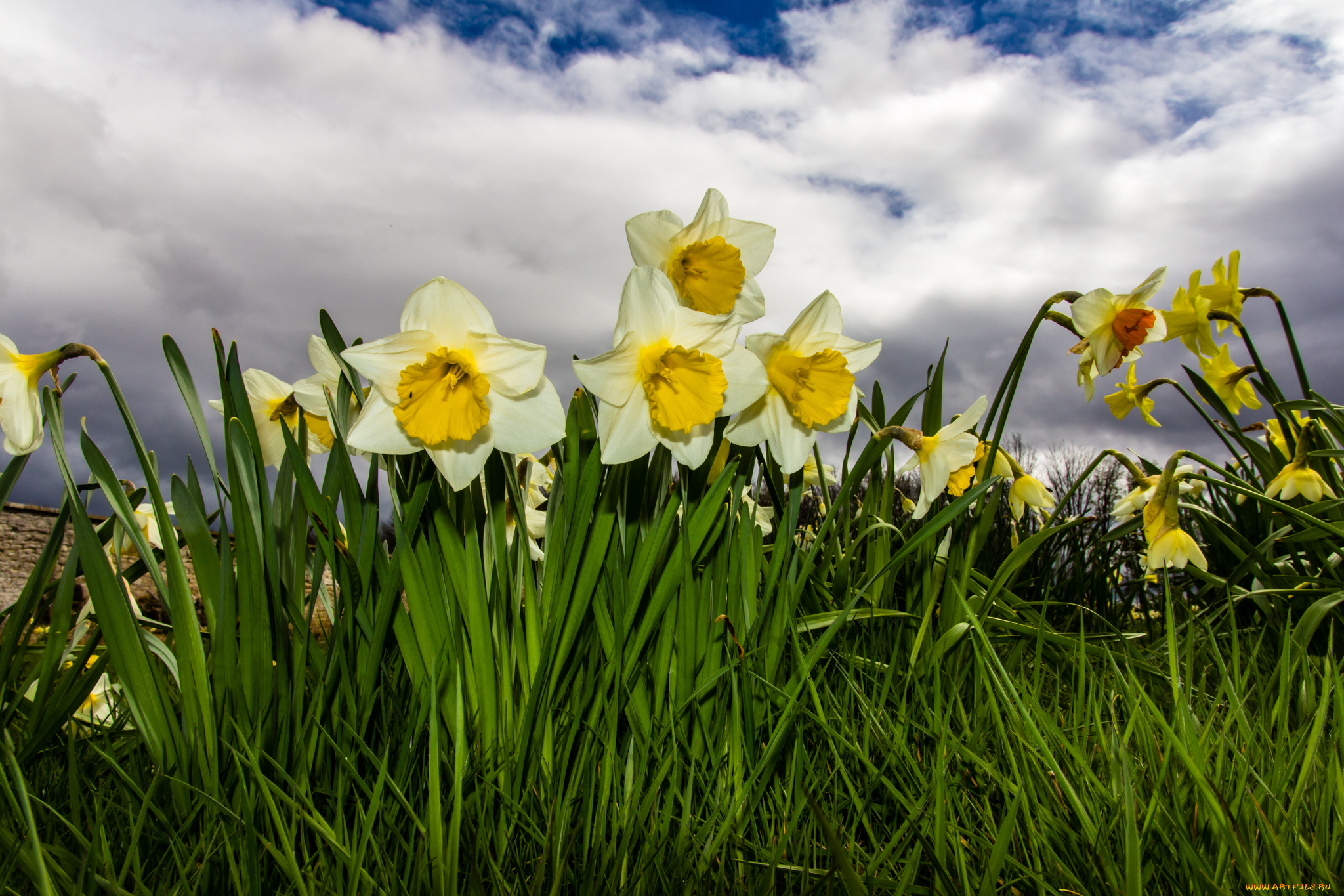 цветы, нарциссы, луг, трава