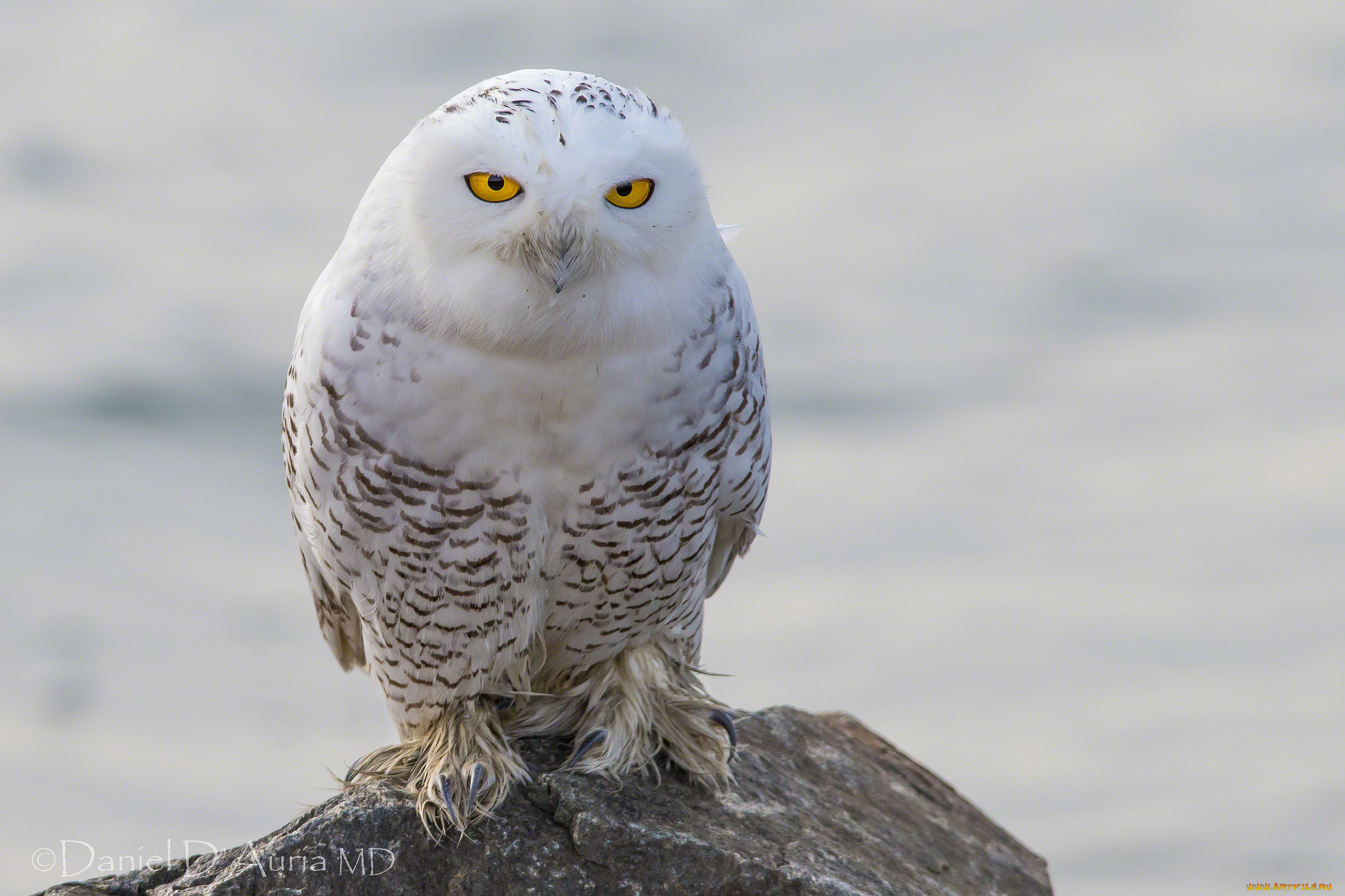животные, совы, полярная, сова