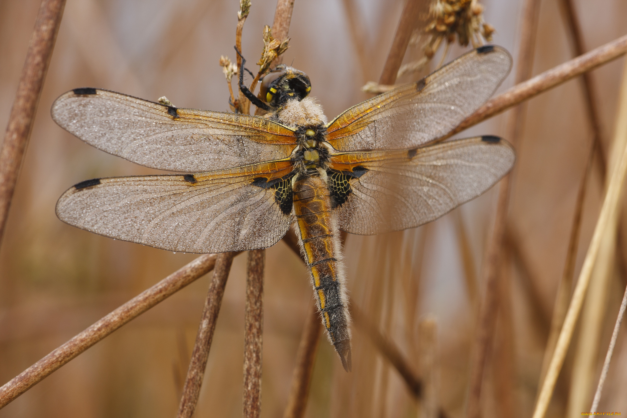 животные, стрекозы, стрекоза, стебель