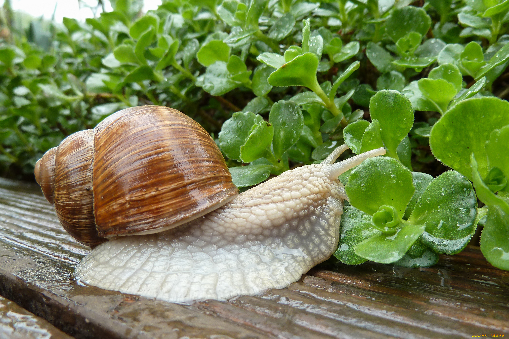 животные, улитки, улитка, листья, раковина