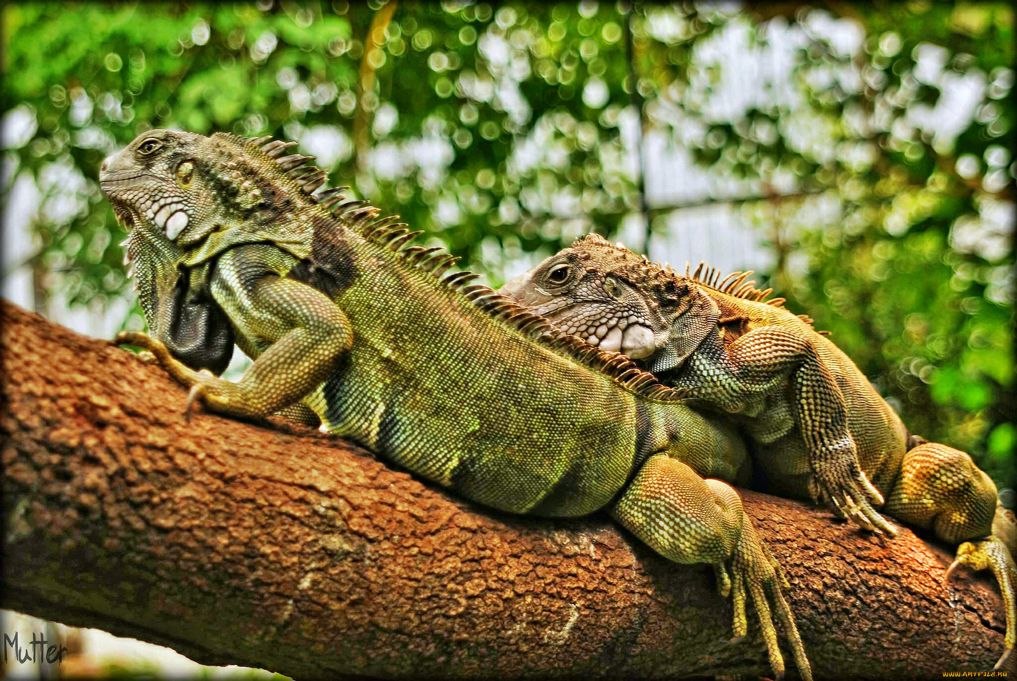 животные, Ящерицы, , игуаны, , вараны, игуаны, ветка, дерево