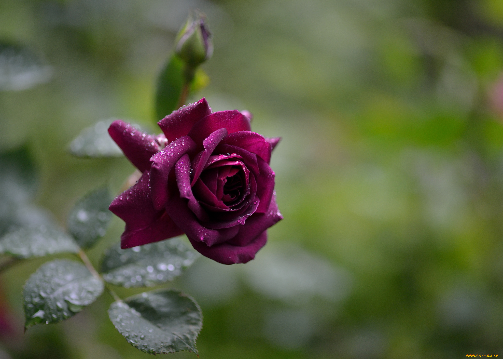 цветы, розы, бордовая, капли