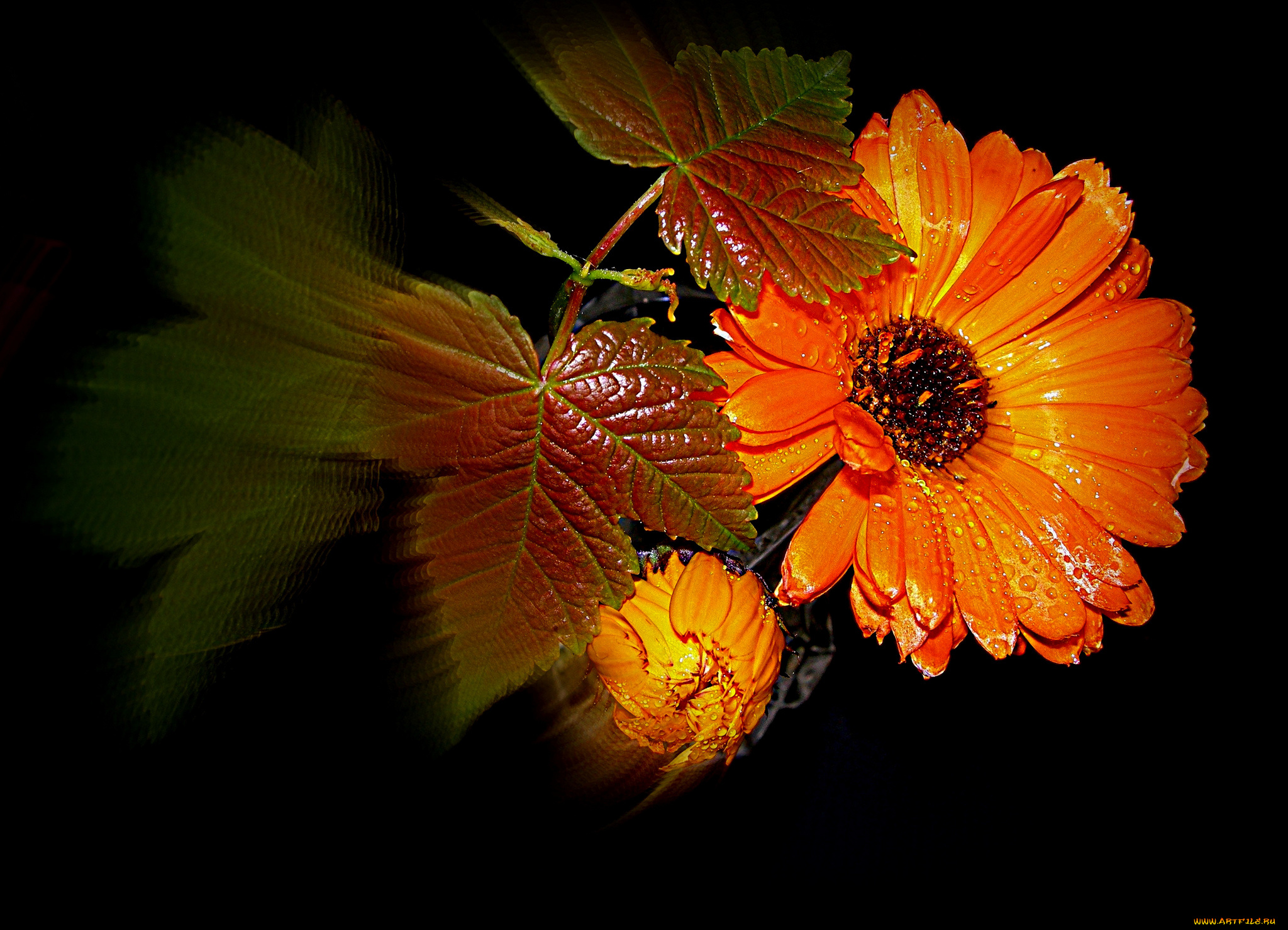 цветы, календула, стебль, листья, цветок