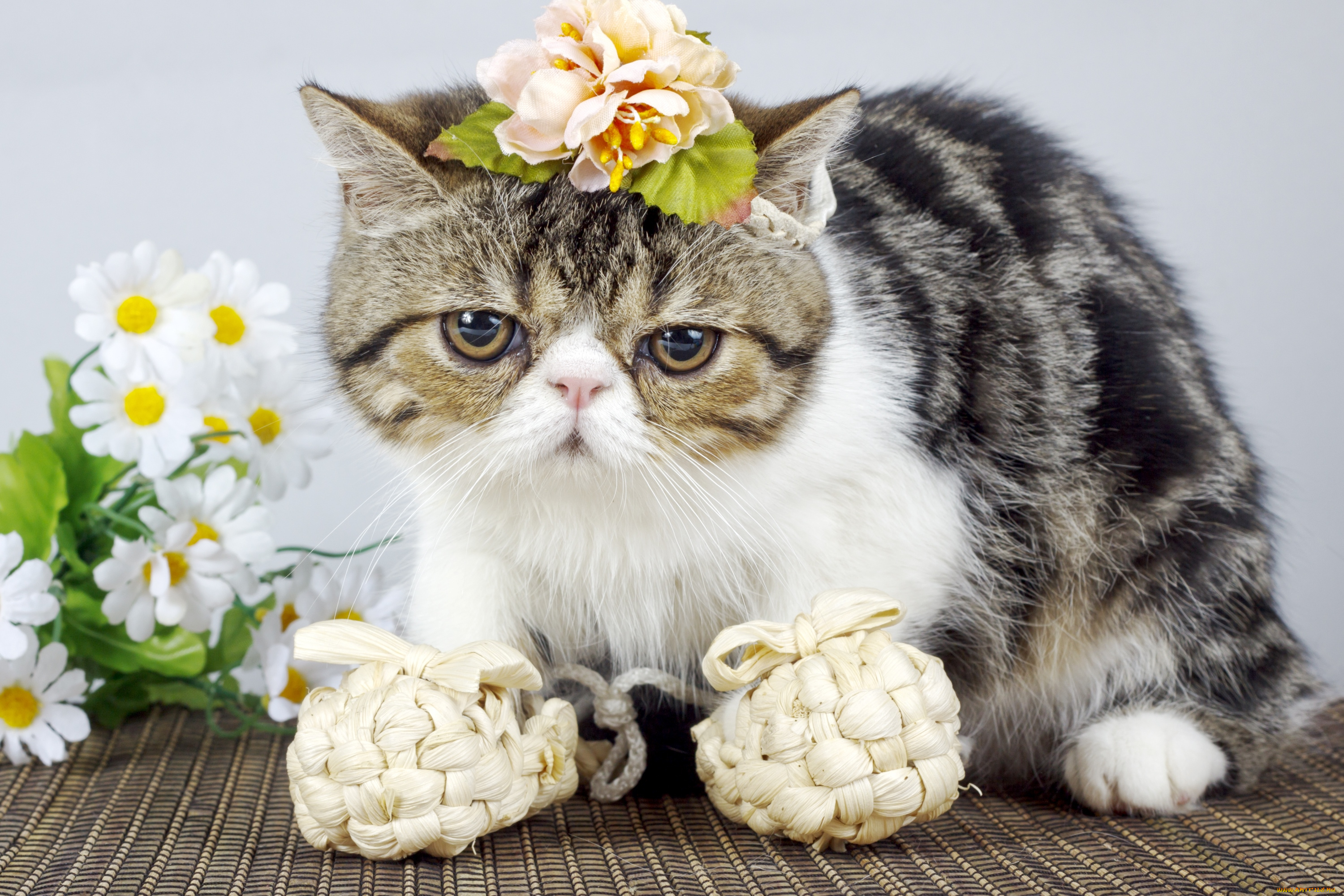 животные, коты, лапти