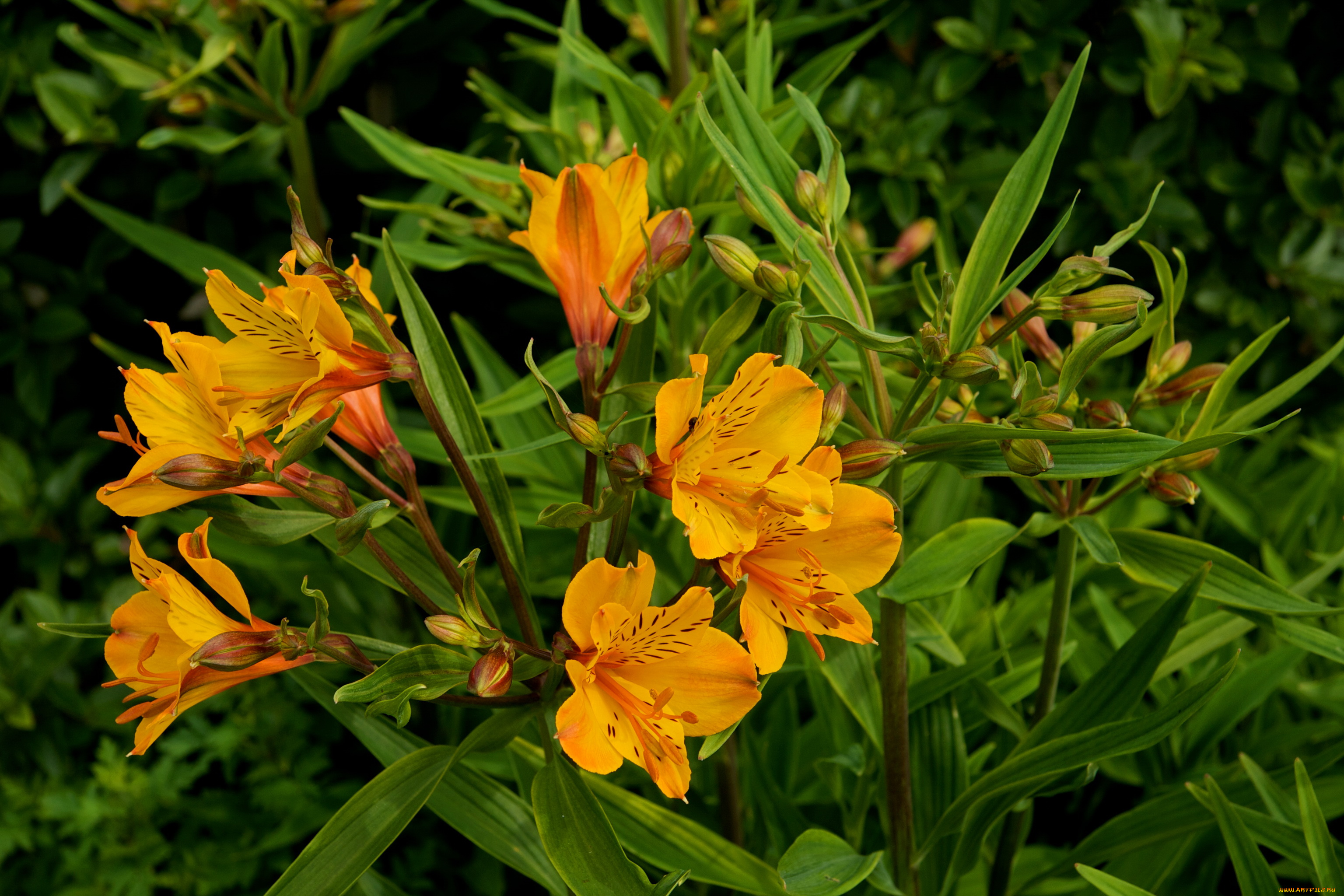 цветы, альстромерия, alstroemeria