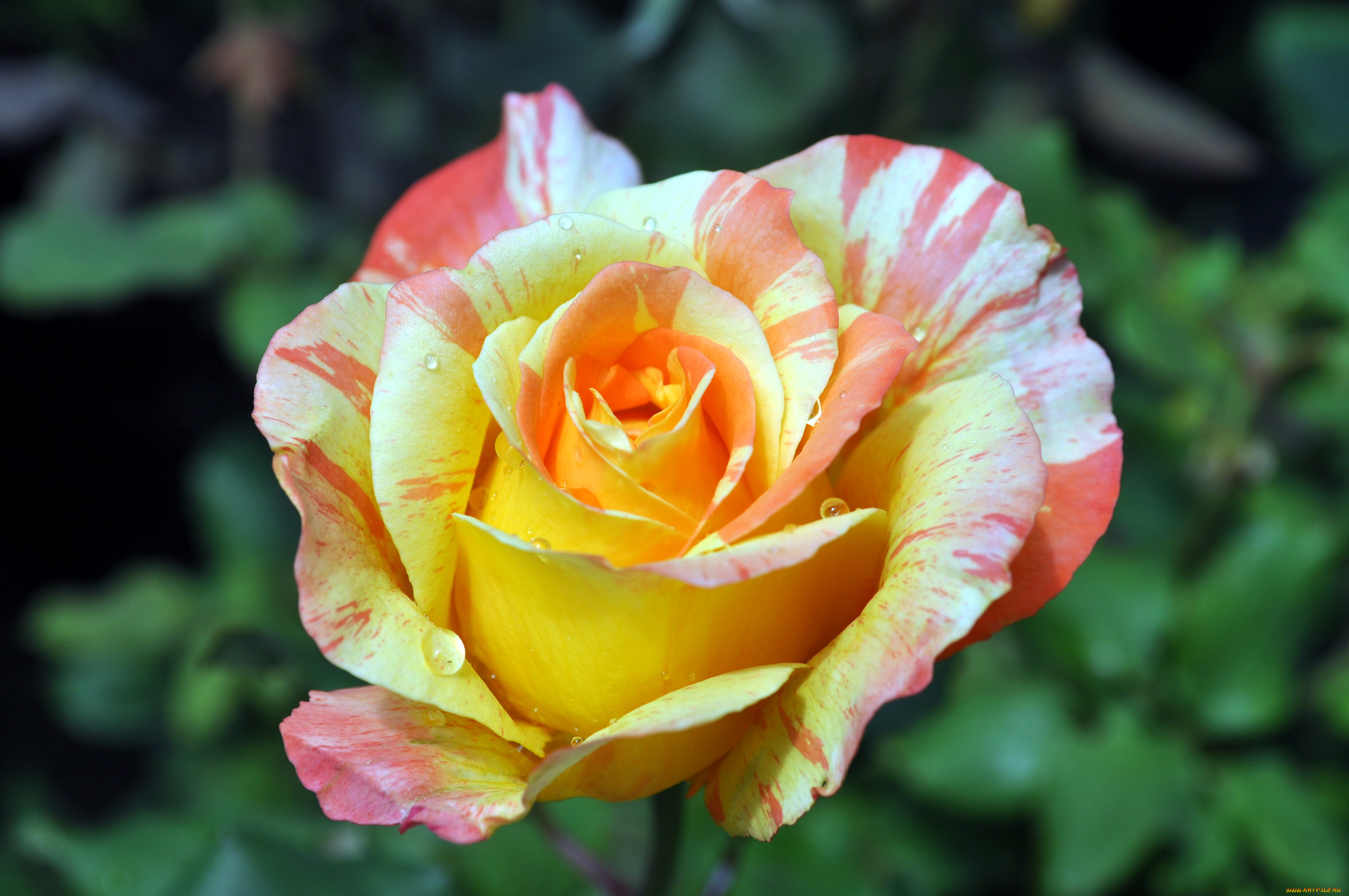 цветы, розы, пестрый