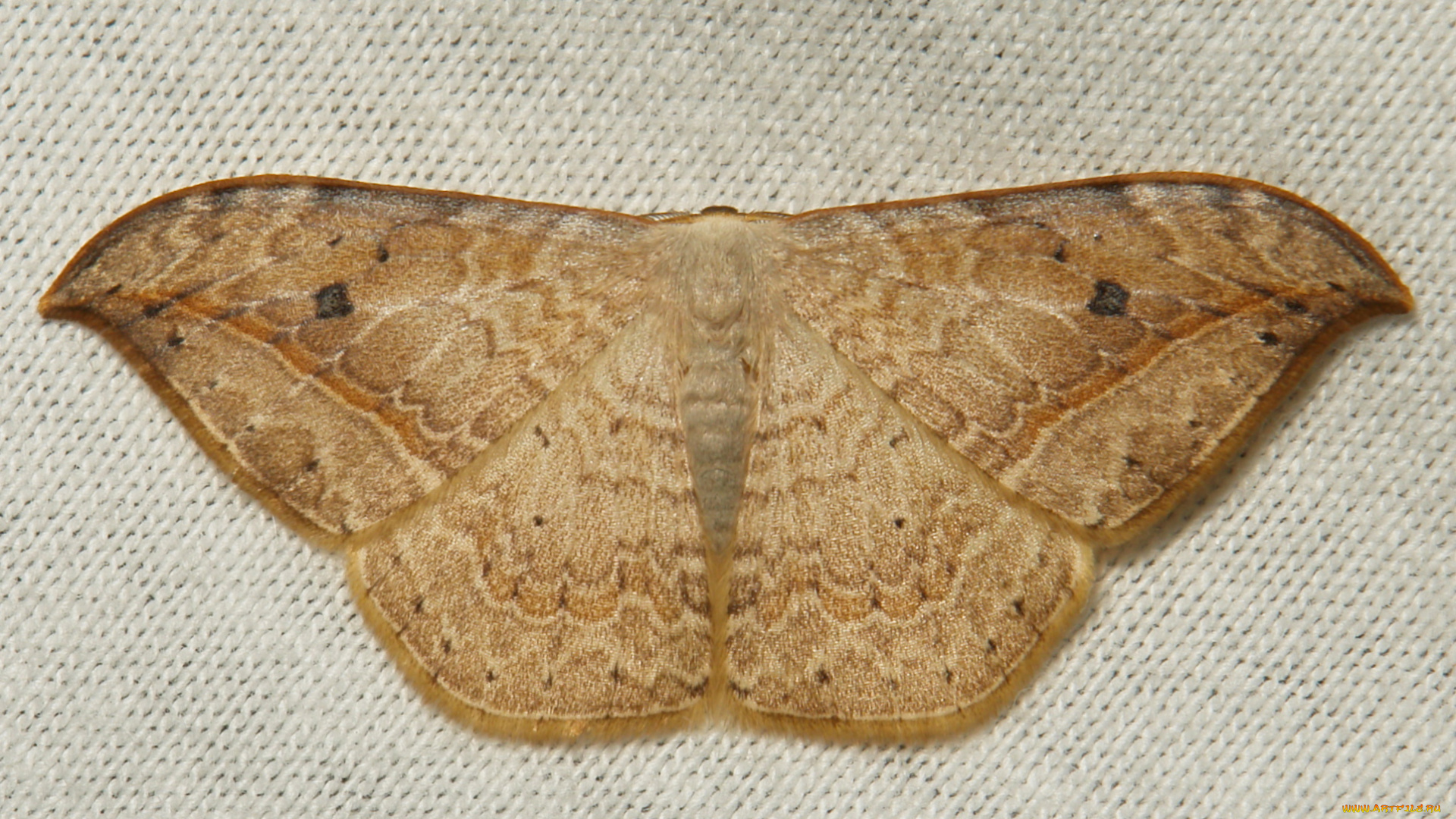 животные, бабочки, , мотыльки, , моли, бабочка, крылья, макро, itchydogimages