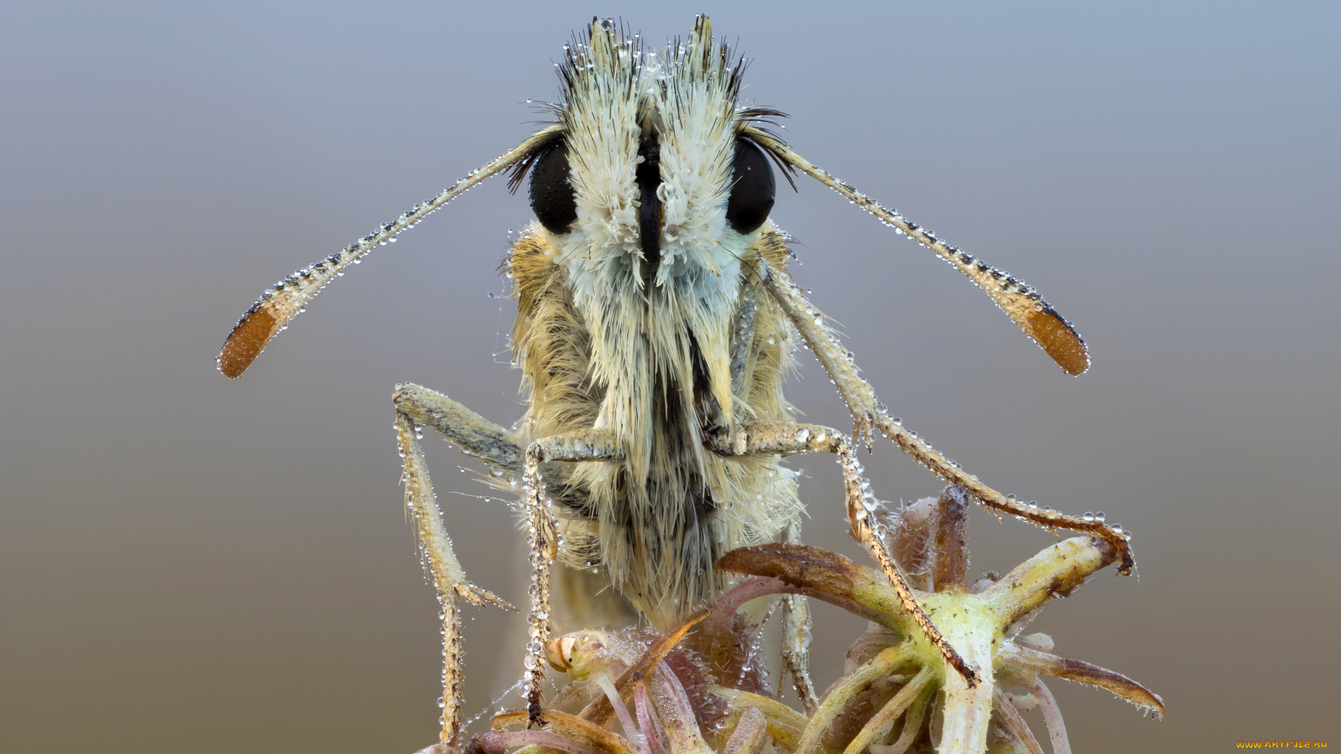 животные, бабочки, , мотыльки, , моли, бабочка, фон, cristian, arghius, вода, усики, капли, утро, роса, травинка, макро, портрет