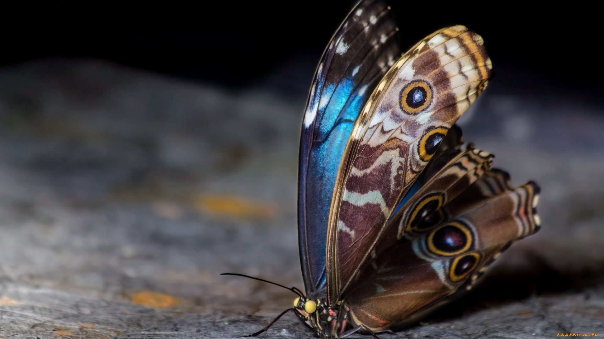 животные, бабочки, , мотыльки, , моли, бабочка