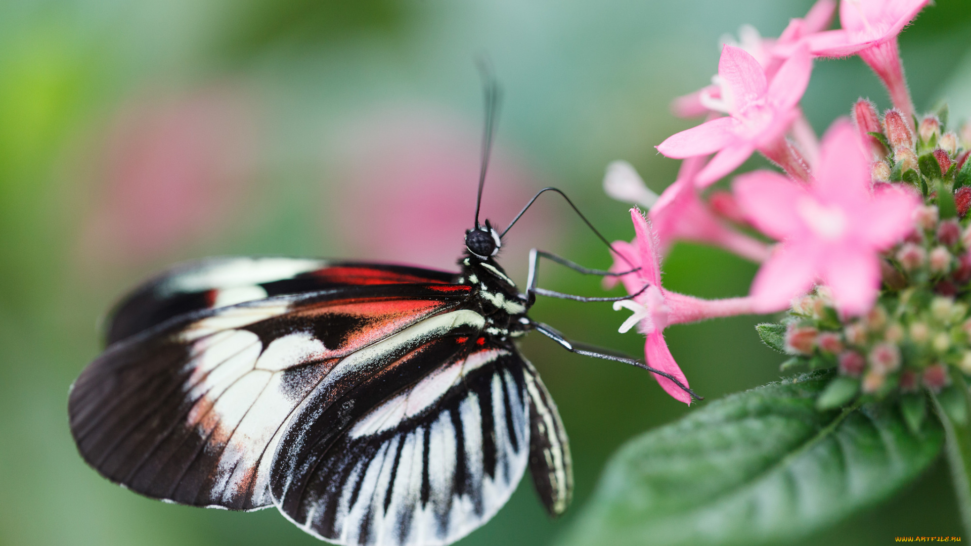 животные, бабочки, , мотыльки, , моли, бабочка