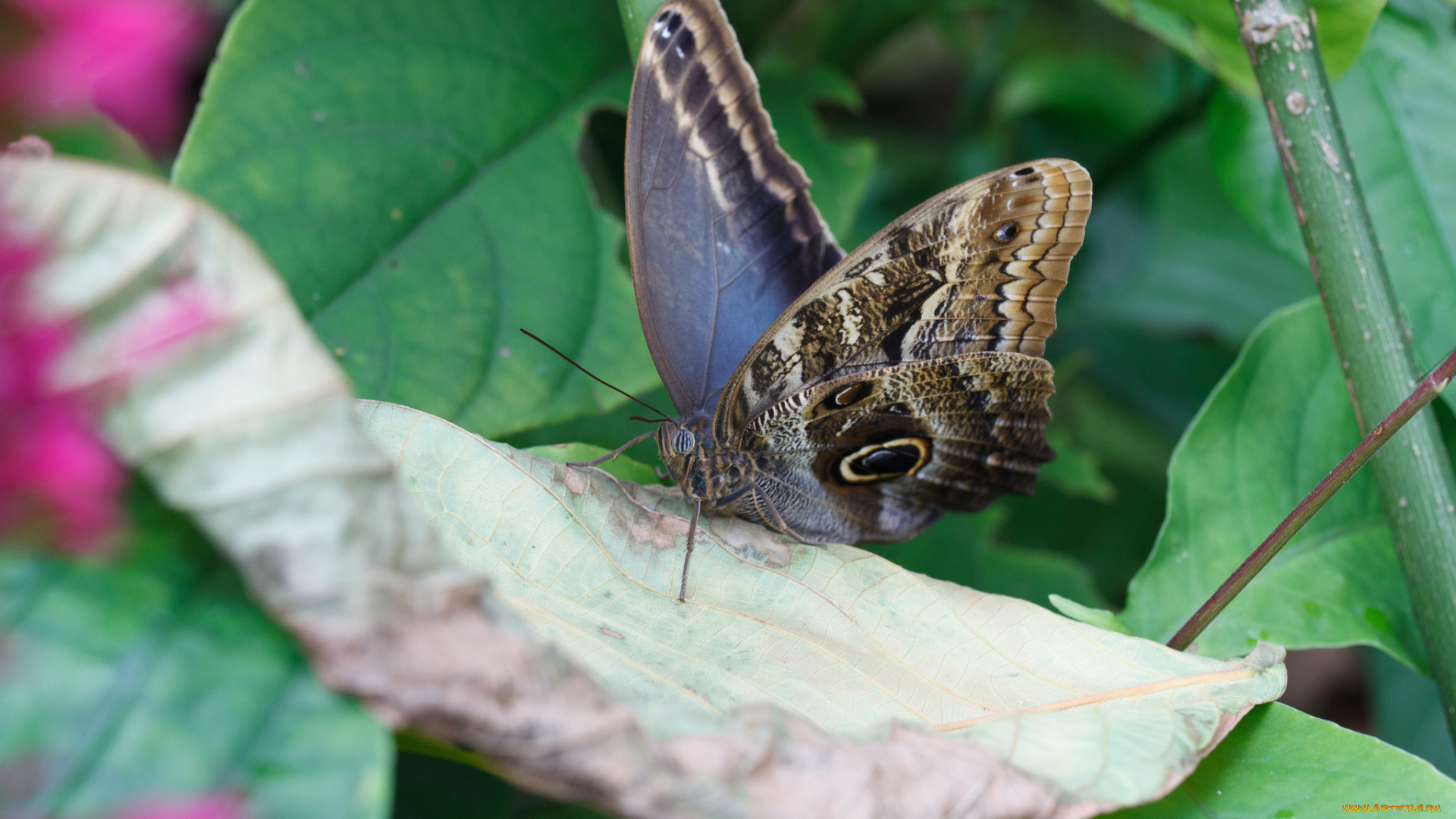 животные, бабочки, , мотыльки, , моли, бабочка