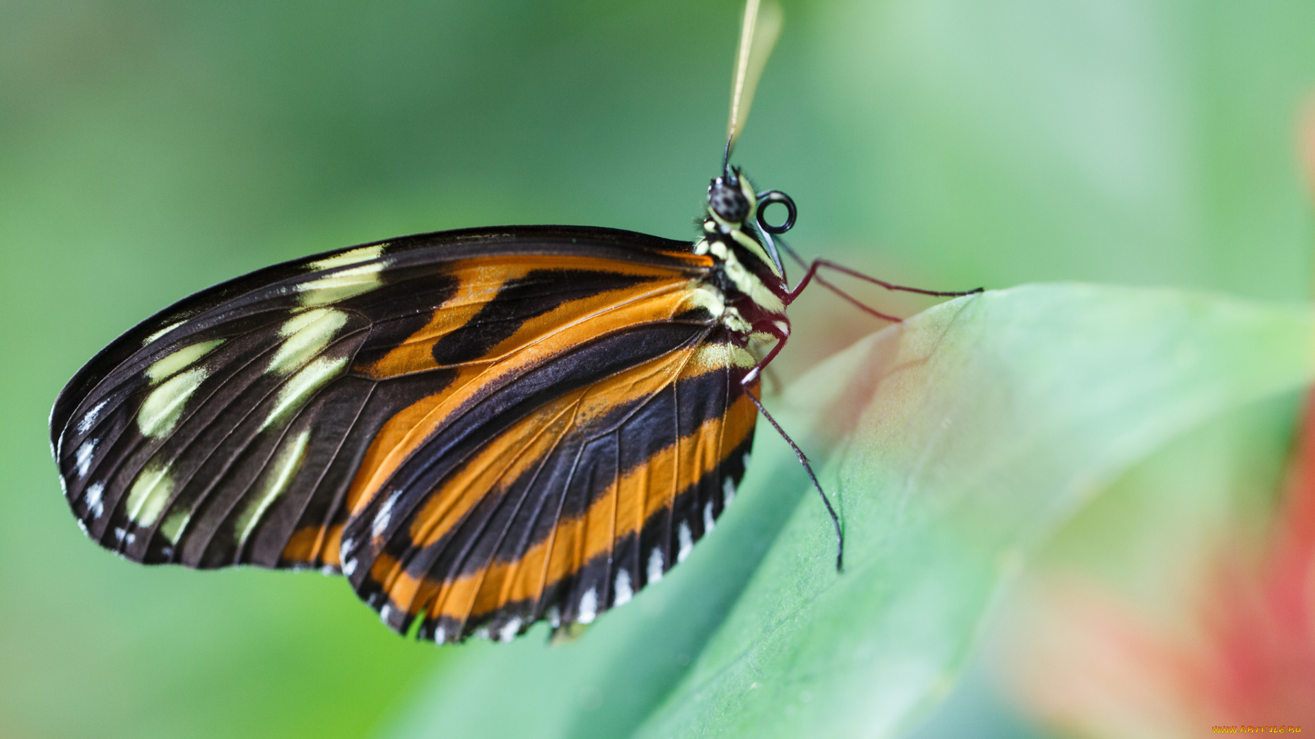 животные, бабочки, , мотыльки, , моли, бабочка