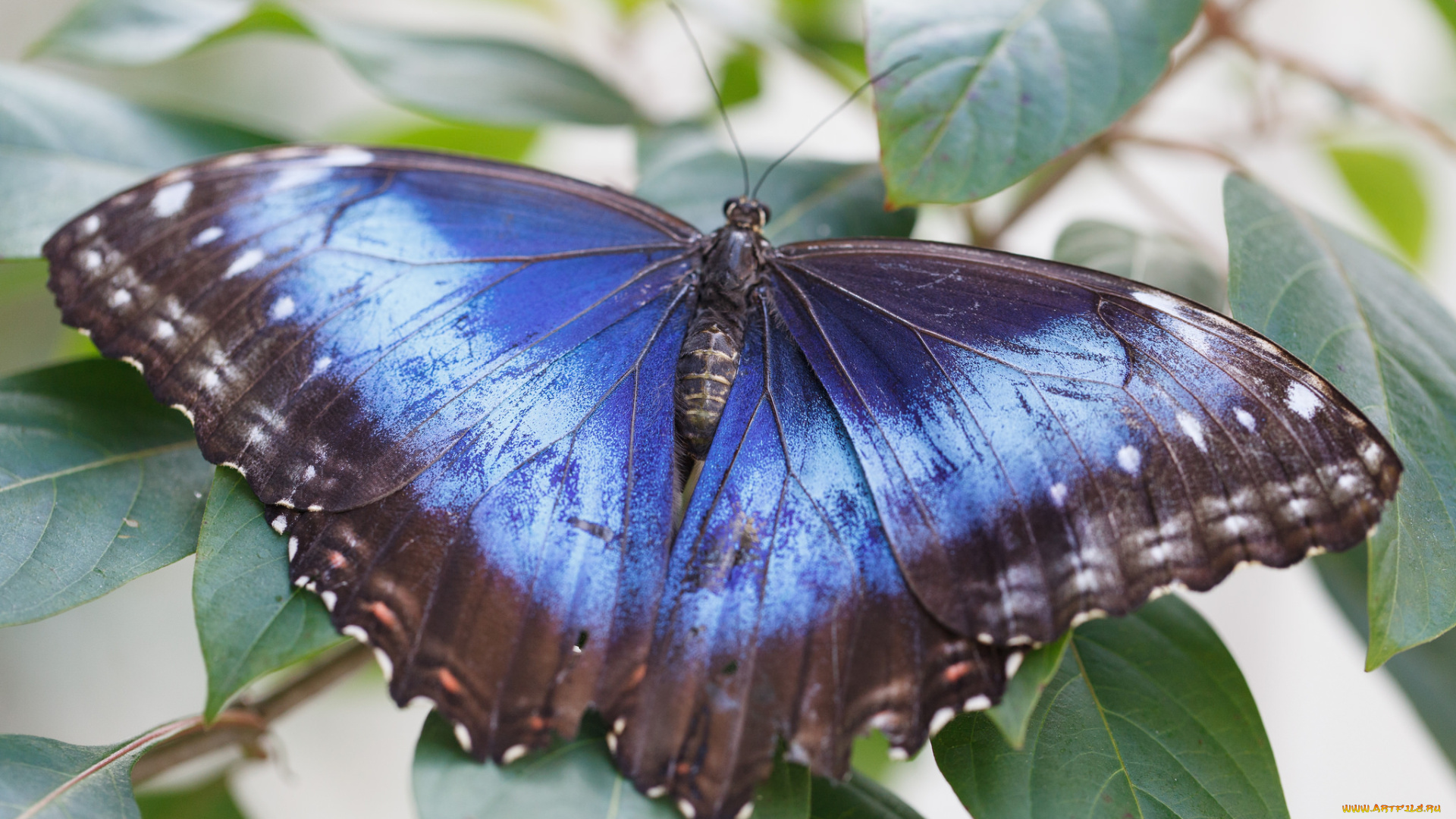 животные, бабочки, , мотыльки, , моли, бабочка