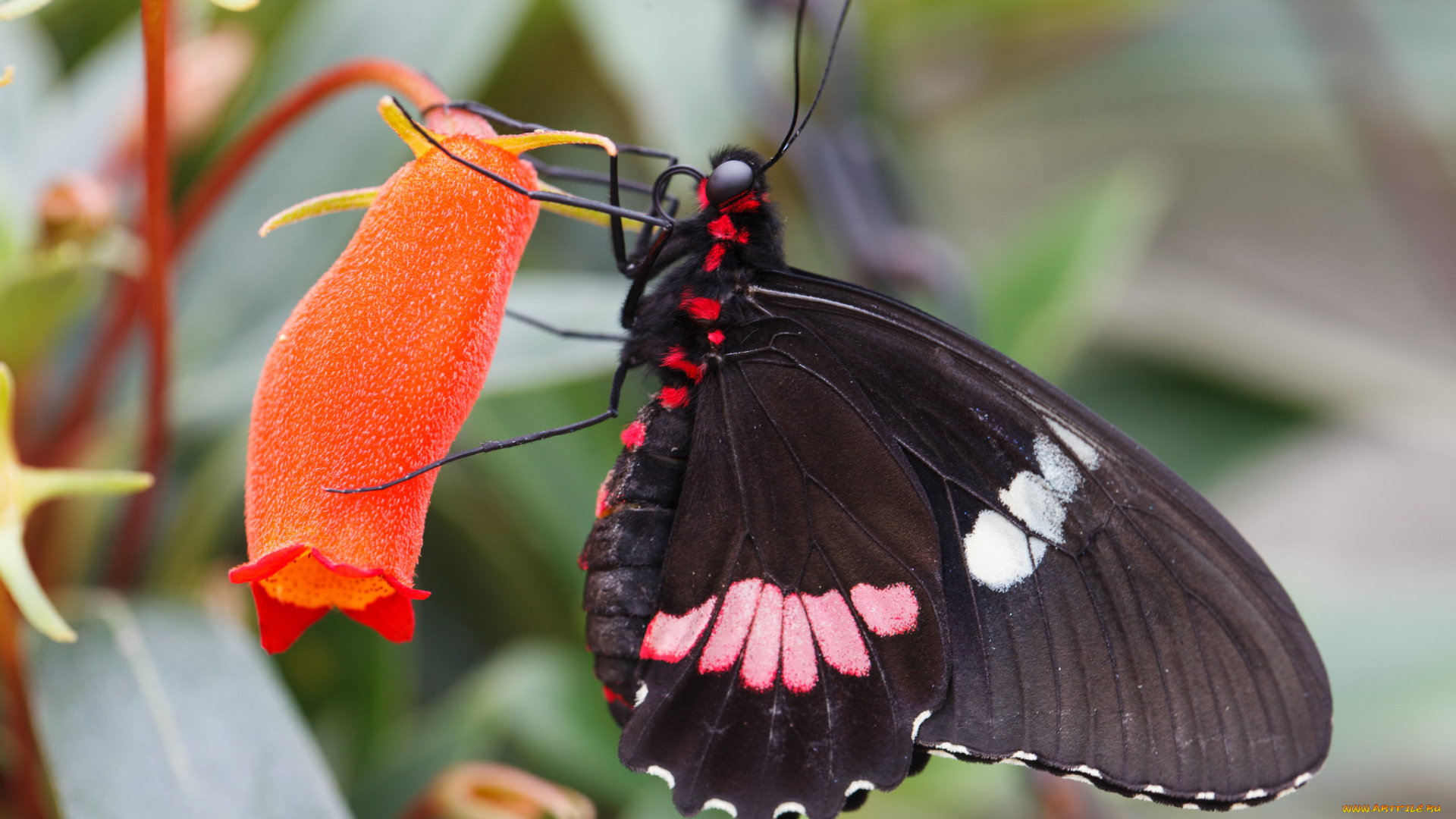 животные, бабочки, , мотыльки, , моли, бабочка