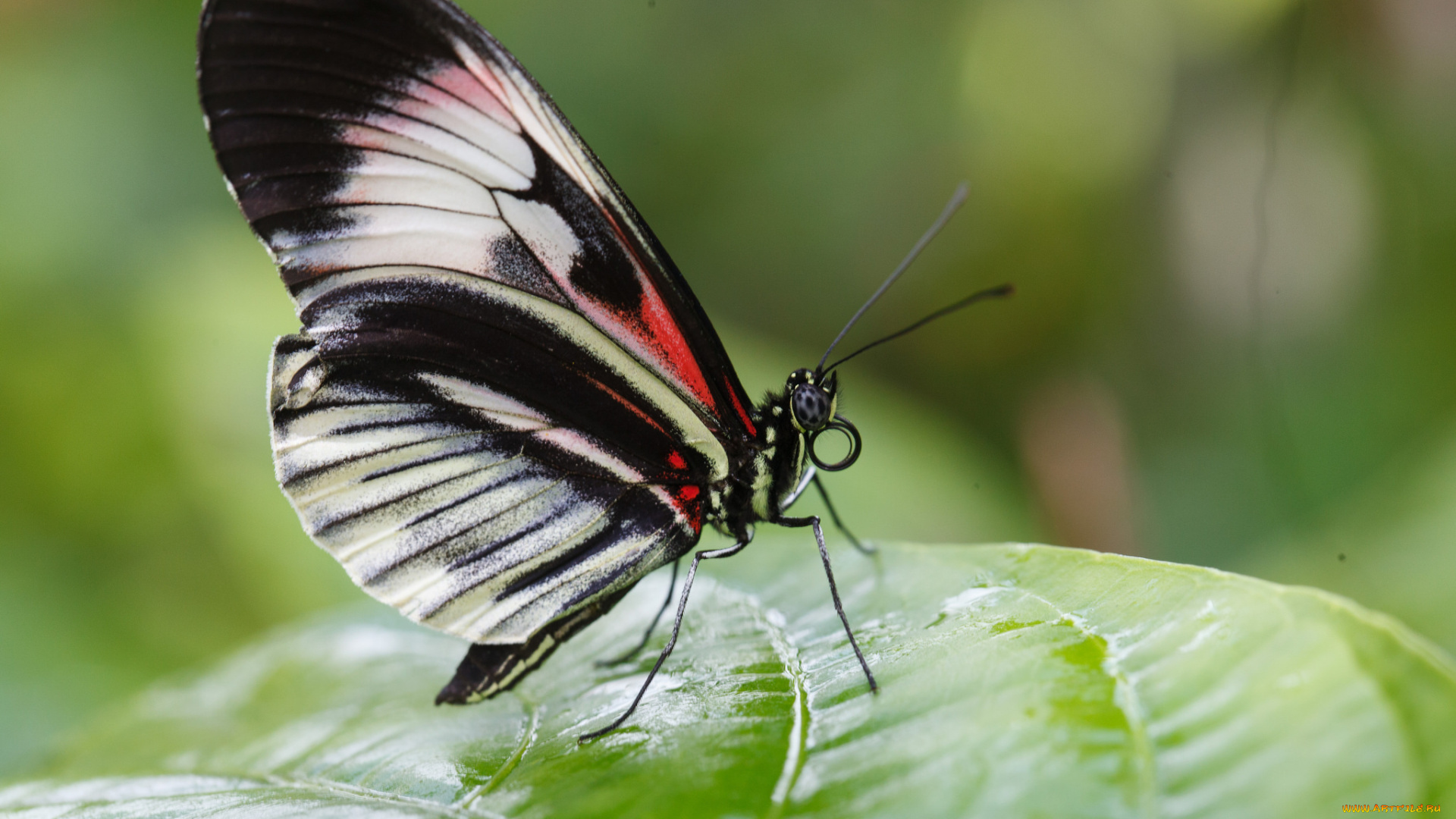 животные, бабочки, , мотыльки, , моли, бабочка