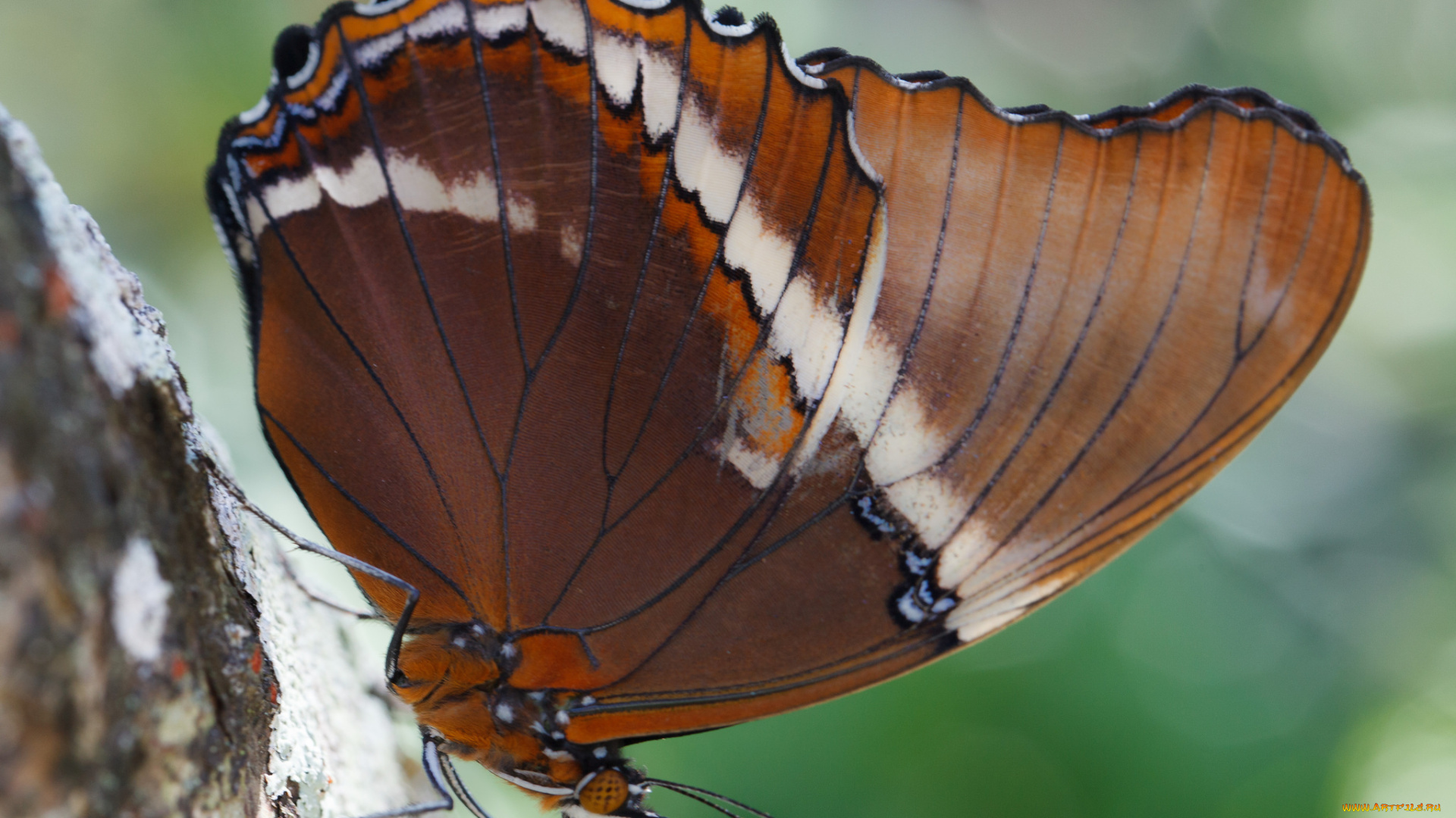 животные, бабочки, , мотыльки, , моли, бабочка