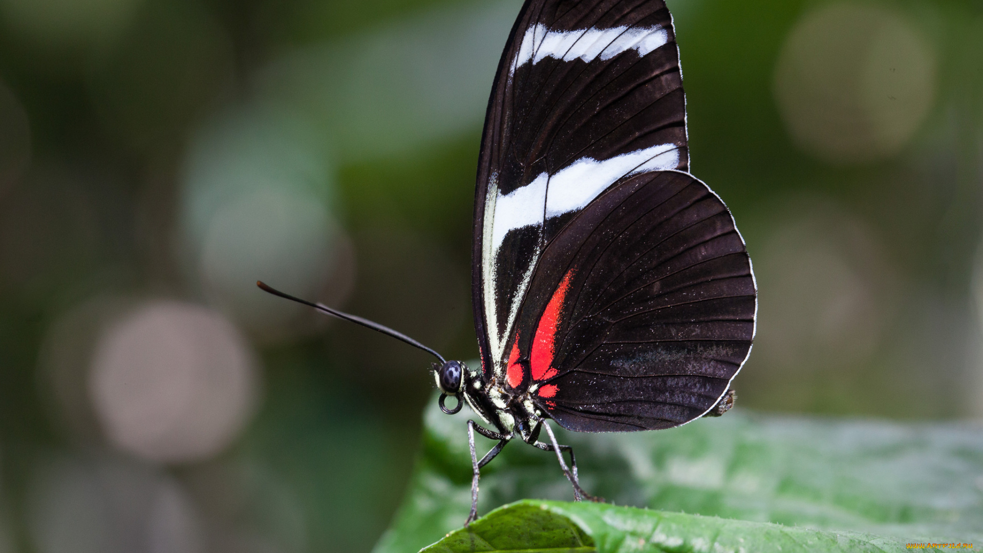 животные, бабочки, , мотыльки, , моли, бабочка