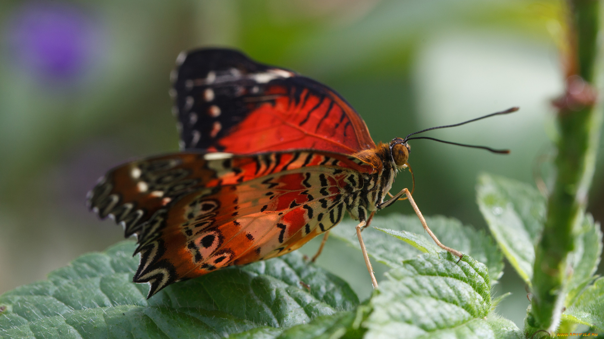 животные, бабочки, , мотыльки, , моли, бабочка