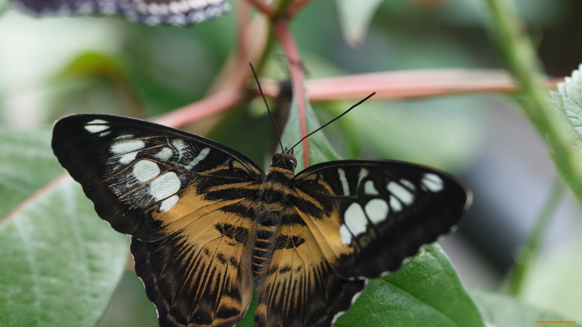 животные, бабочки, , мотыльки, , моли, bob, decker, листья, насекомое, усики, крылья, фон, бабочка, макро