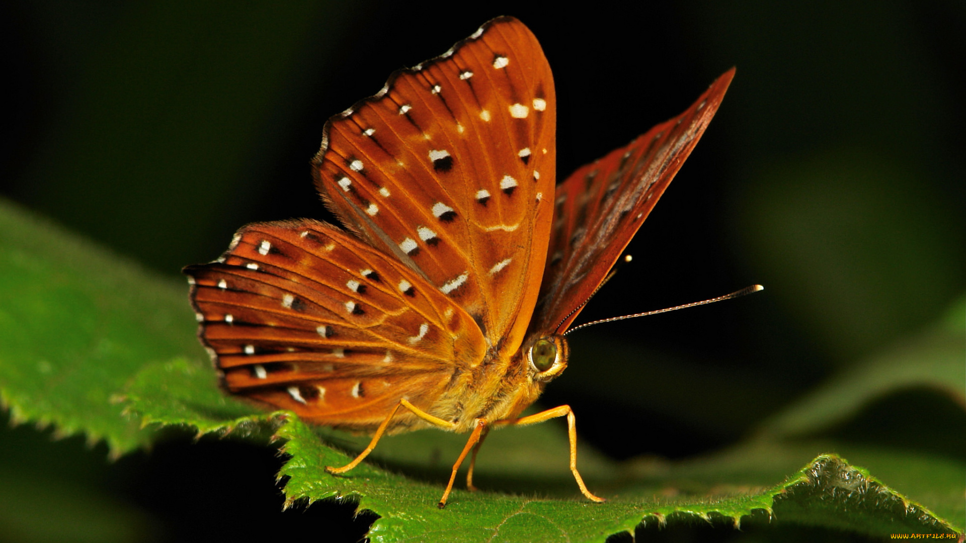 животные, бабочки, , мотыльки, , моли, itchydogimages, бабочка, моль, макро