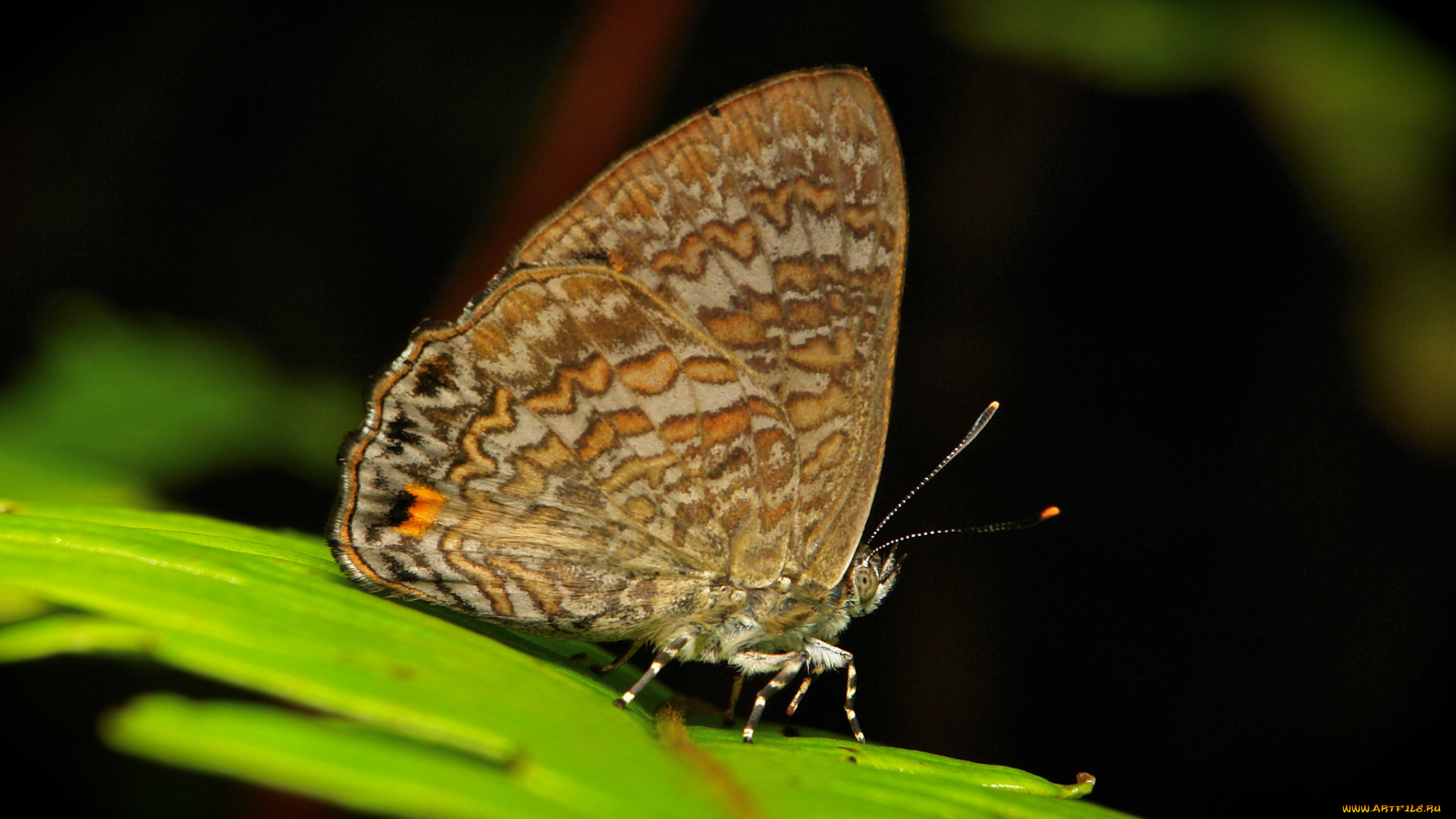 животные, бабочки, , мотыльки, , моли, макро, itchydogimages, узор, усики, крылья, бабочка