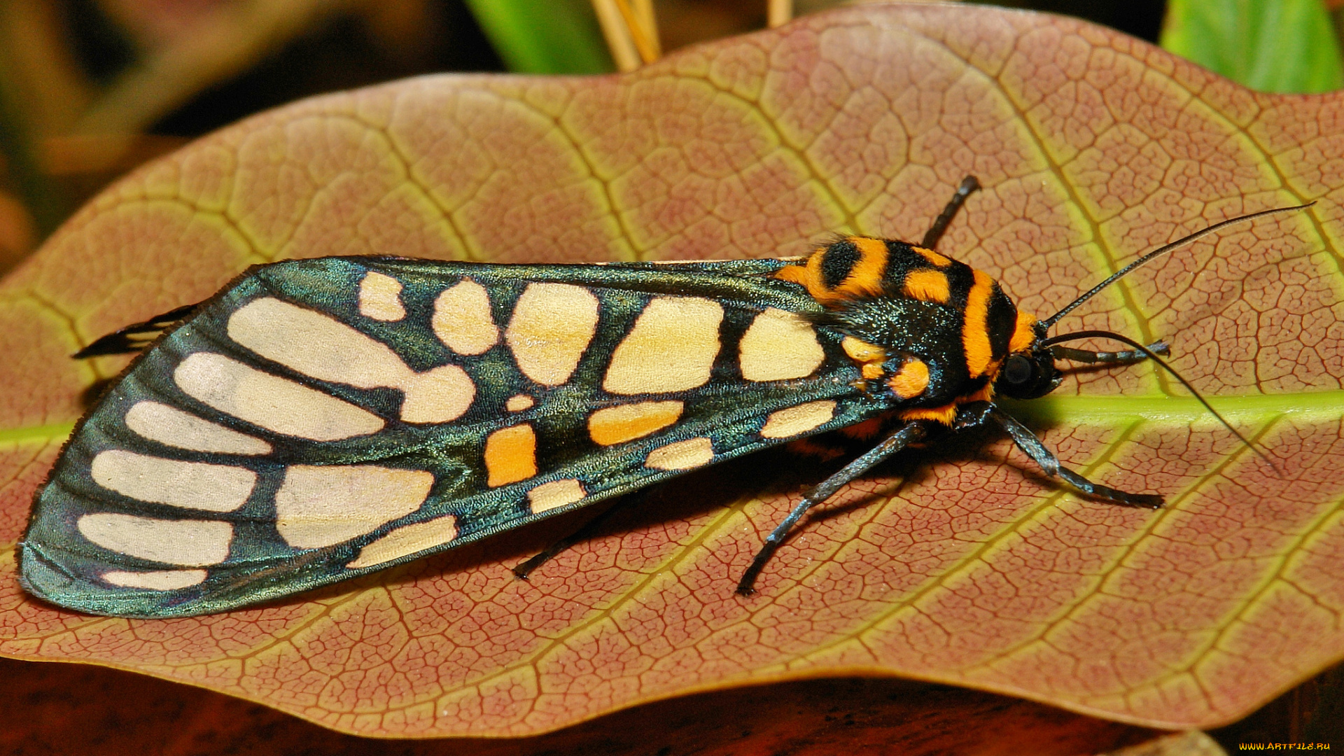 животные, бабочки, , мотыльки, , моли, моль, бабочка, макро, itchydogimages