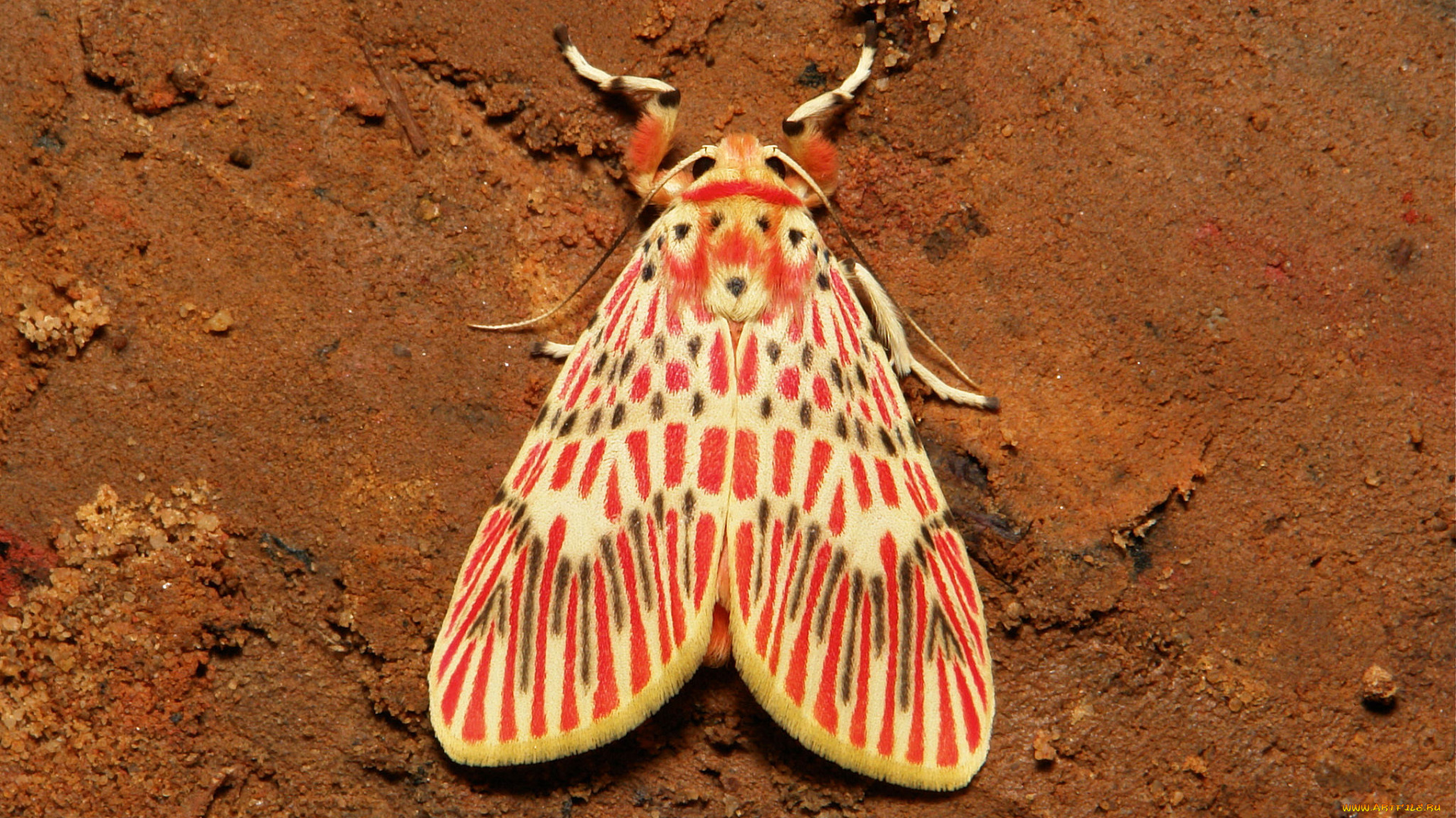 животные, бабочки, , мотыльки, , моли, мотылёк, усики, крылья, бабочка, макро