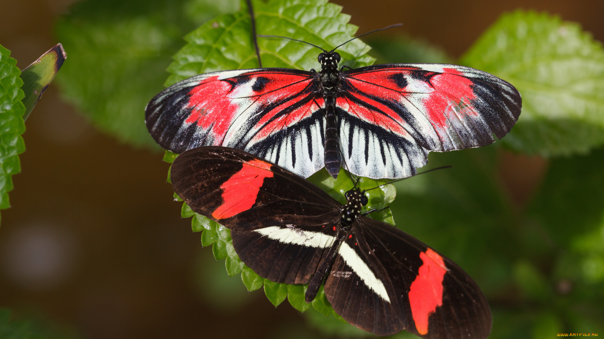 животные, бабочки, , мотыльки, , моли, насекомое, усики, крылья, макро, bob, decker, фон, листья