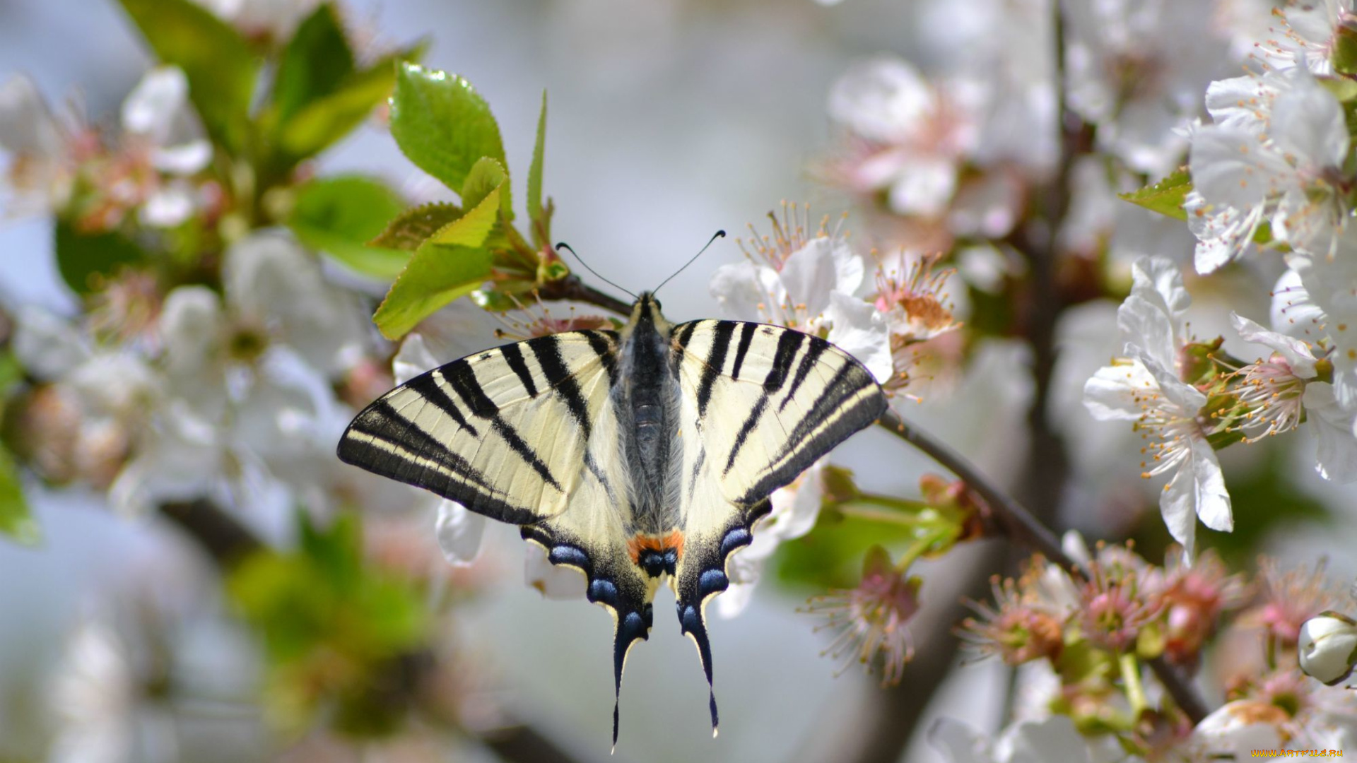 животные, бабочки, , мотыльки, , моли, природа, макро, насекомые, бабочка, красота, флора, цветы, фауна, апрель
