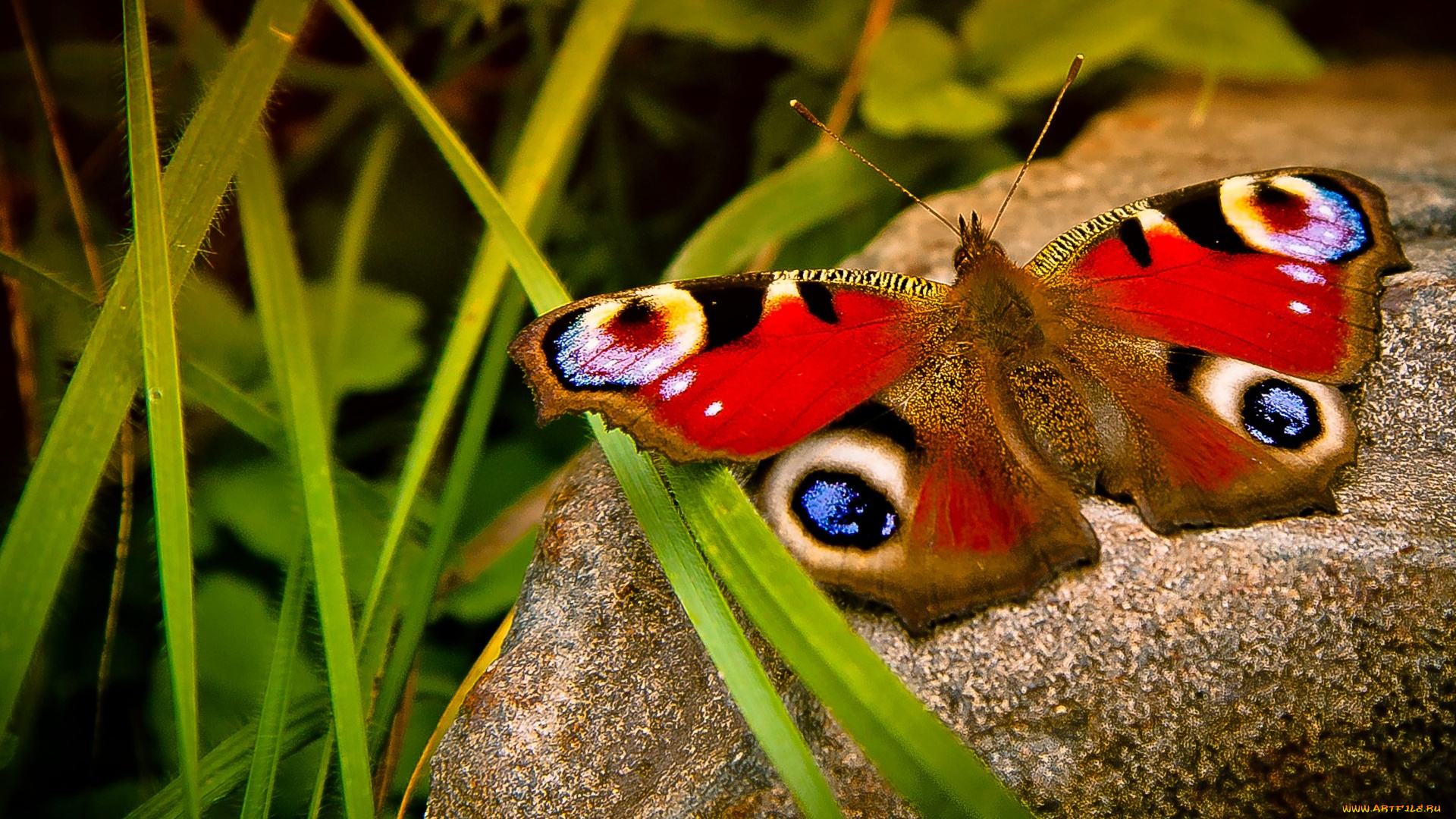 животные, бабочки, , мотыльки, , моли, природа, макро, насекомые, бабочка, камень, трава