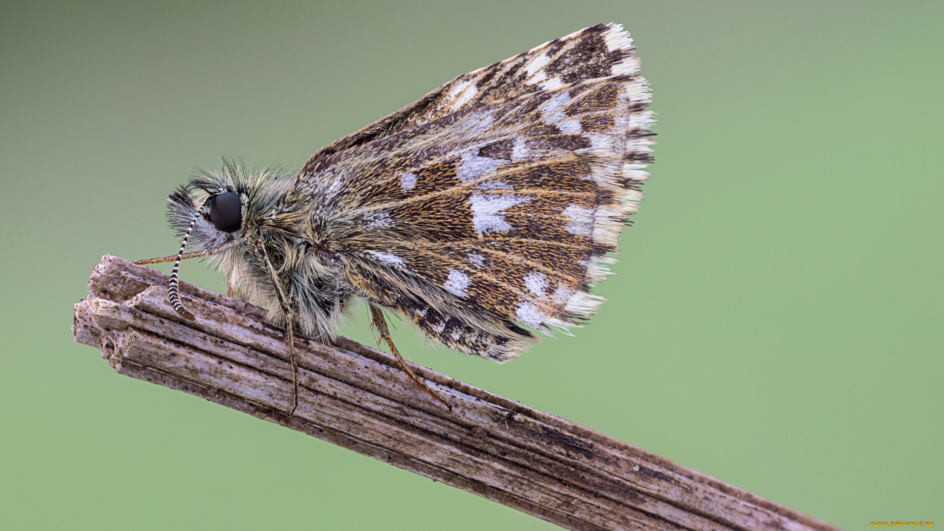 животные, бабочки, , мотыльки, , моли, усики, травинка, макро, cristian, arghius, крылья, бабочка, фон