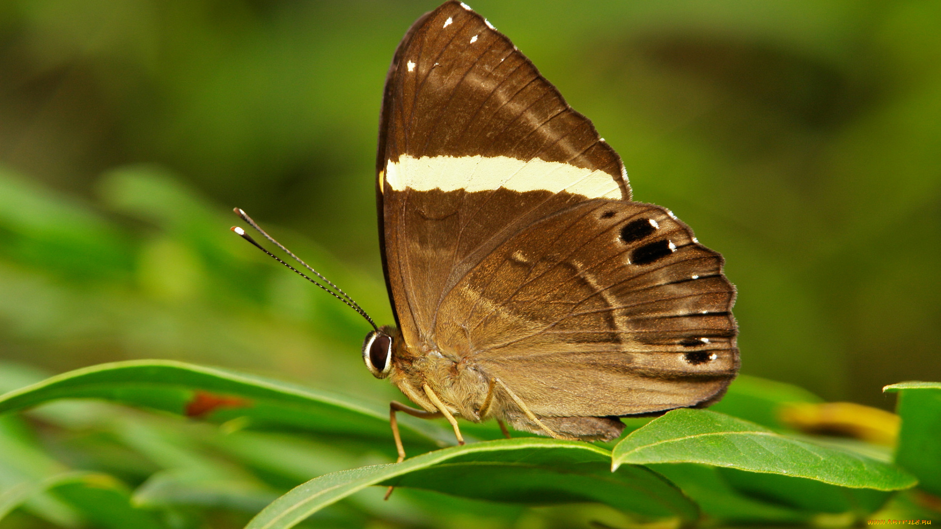 животные, бабочки, , мотыльки, , моли, узор, макро, усики, крылья, бабочка, itchydogimages