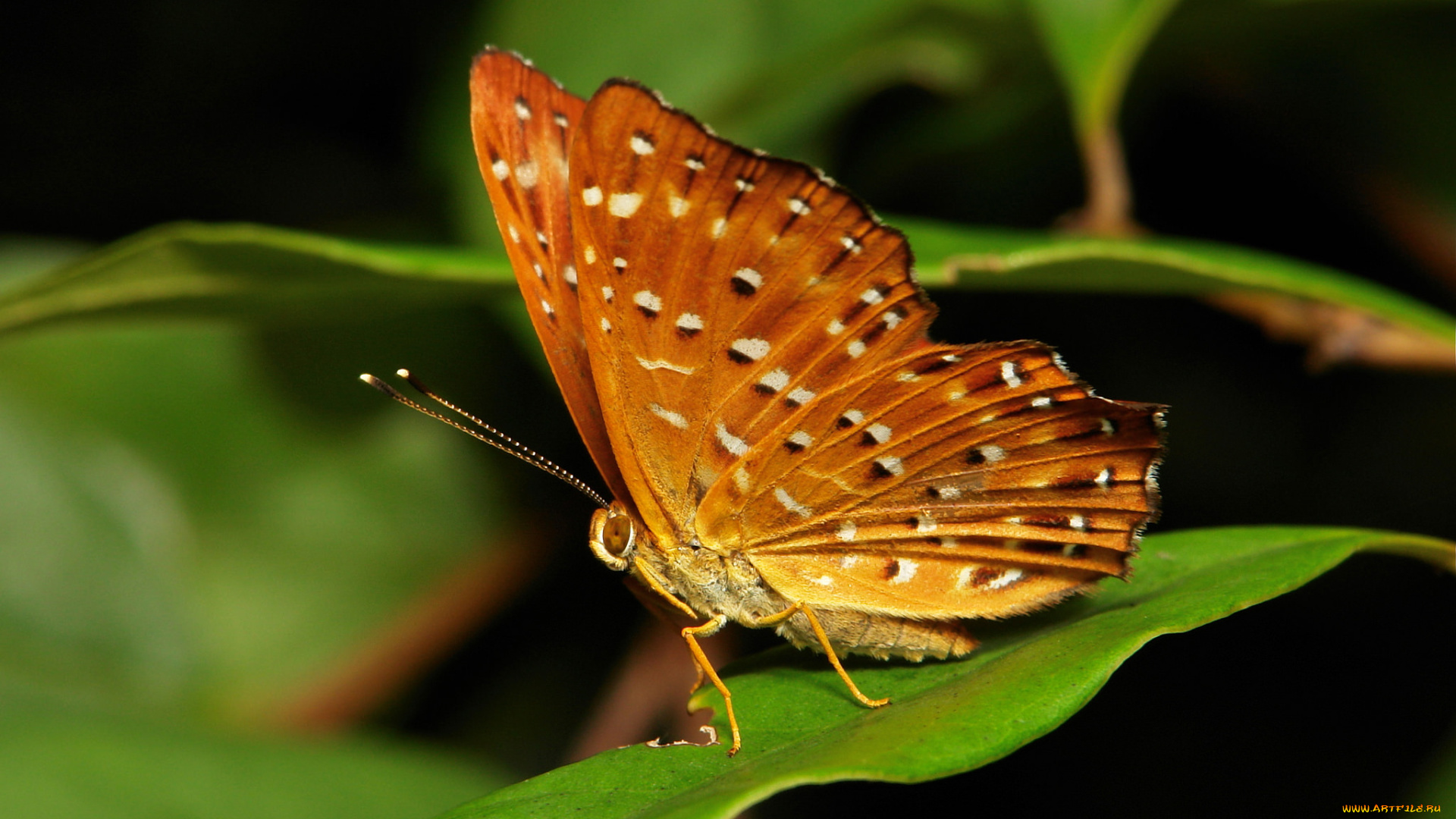 животные, бабочки, , мотыльки, , моли, узор, усики, крылья, бабочка, макро, itchydogimages