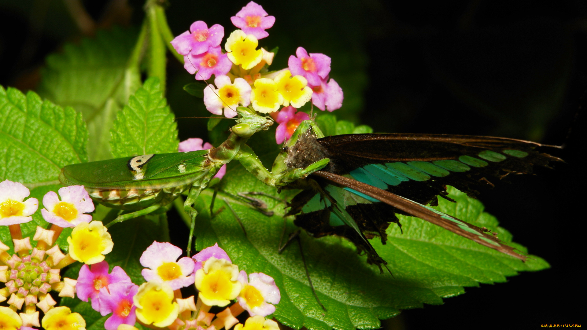 животные, богомолы, еда, добыча, богомол, макро, itchydogimages, бабочка, цветы, лист