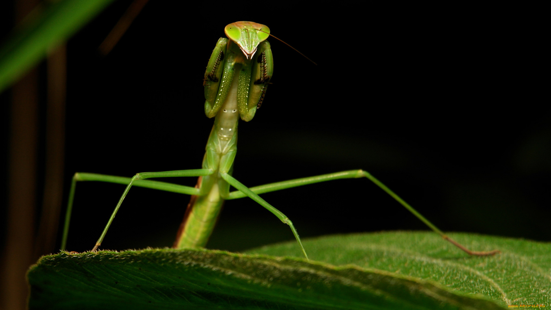 животные, богомолы, фон, насекомое, макро, лист, богомол