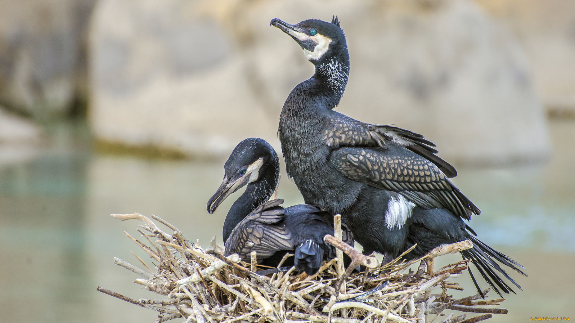животные, Чайки, , бакланы, , крачки, бакланы