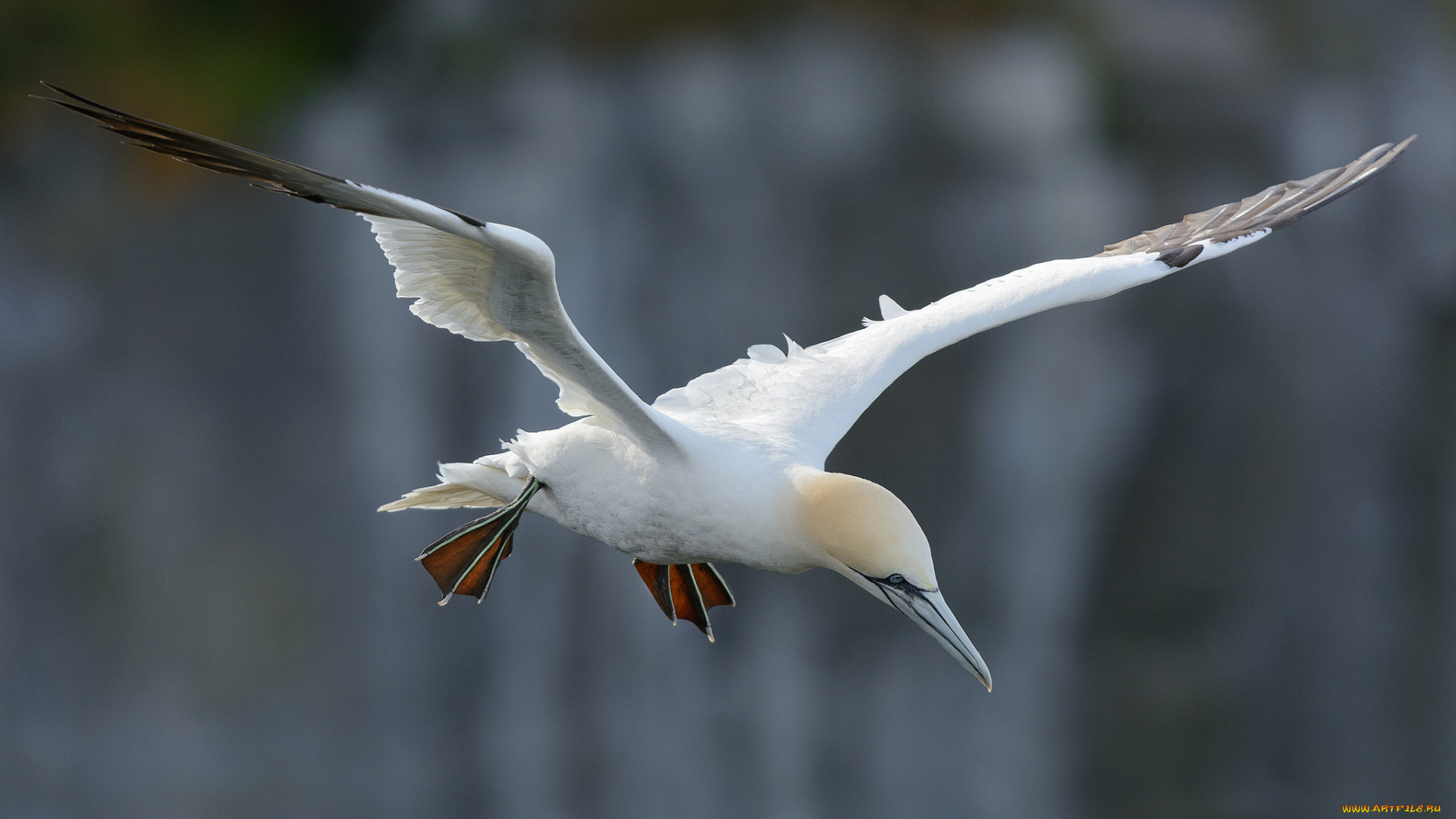 животные, Чайки, , бакланы, , крачки, олуш