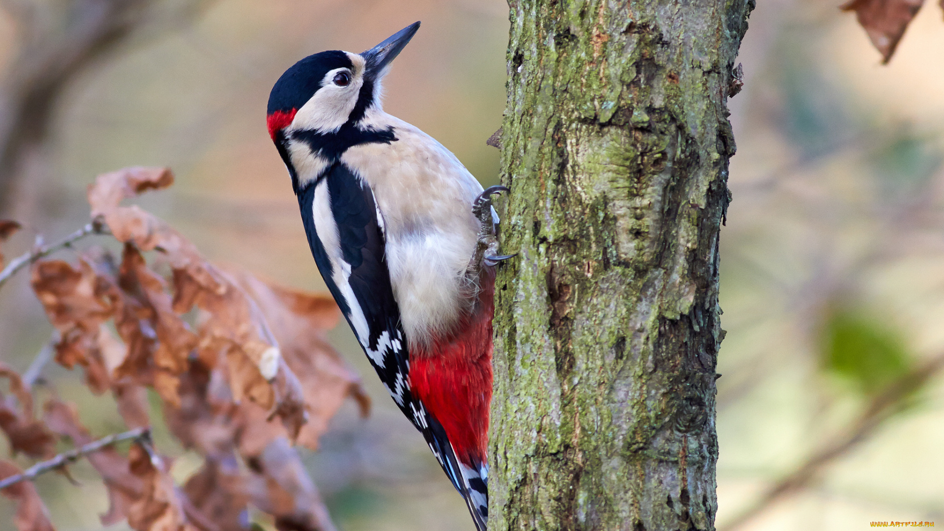 животные, дятлы, дятел