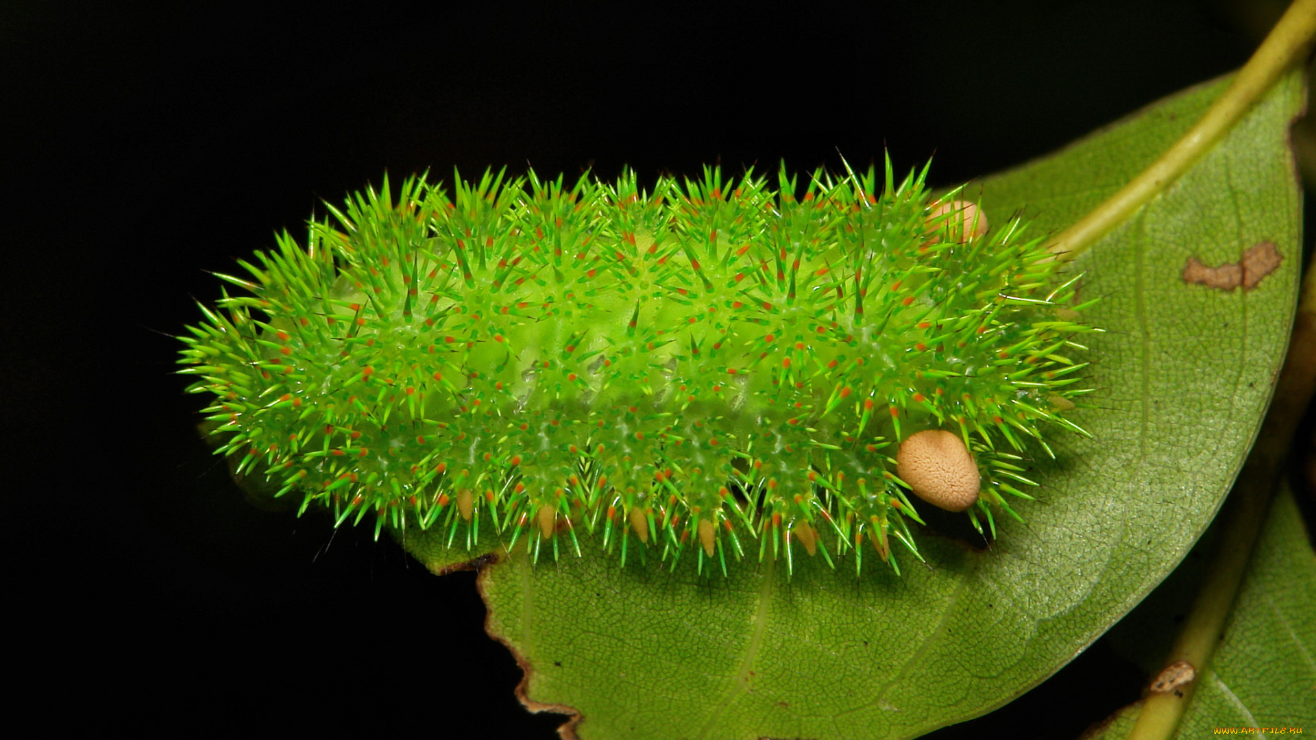 животные, гусеницы, гусеница, лист, насекомое, макро, необычная, itchydogimages