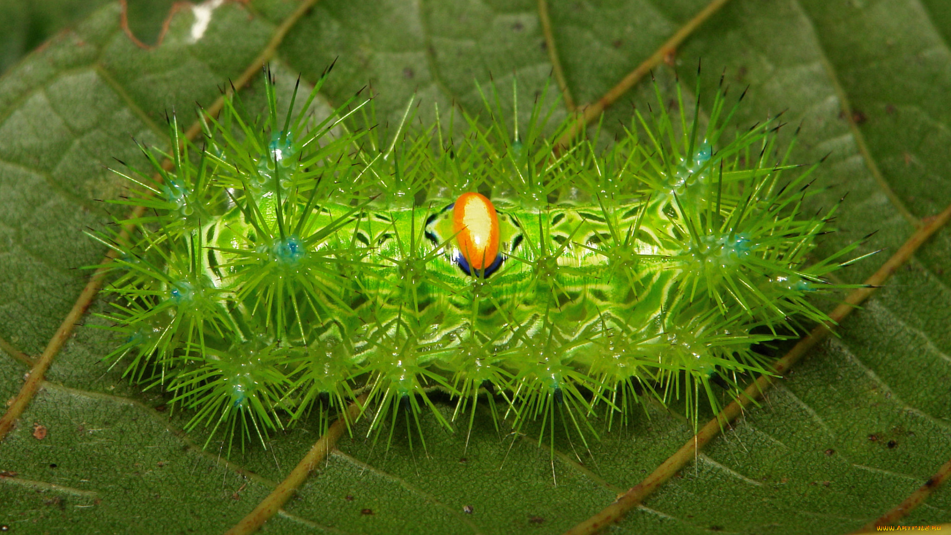 животные, гусеницы, гусеница, макро, itchydogimages, лист