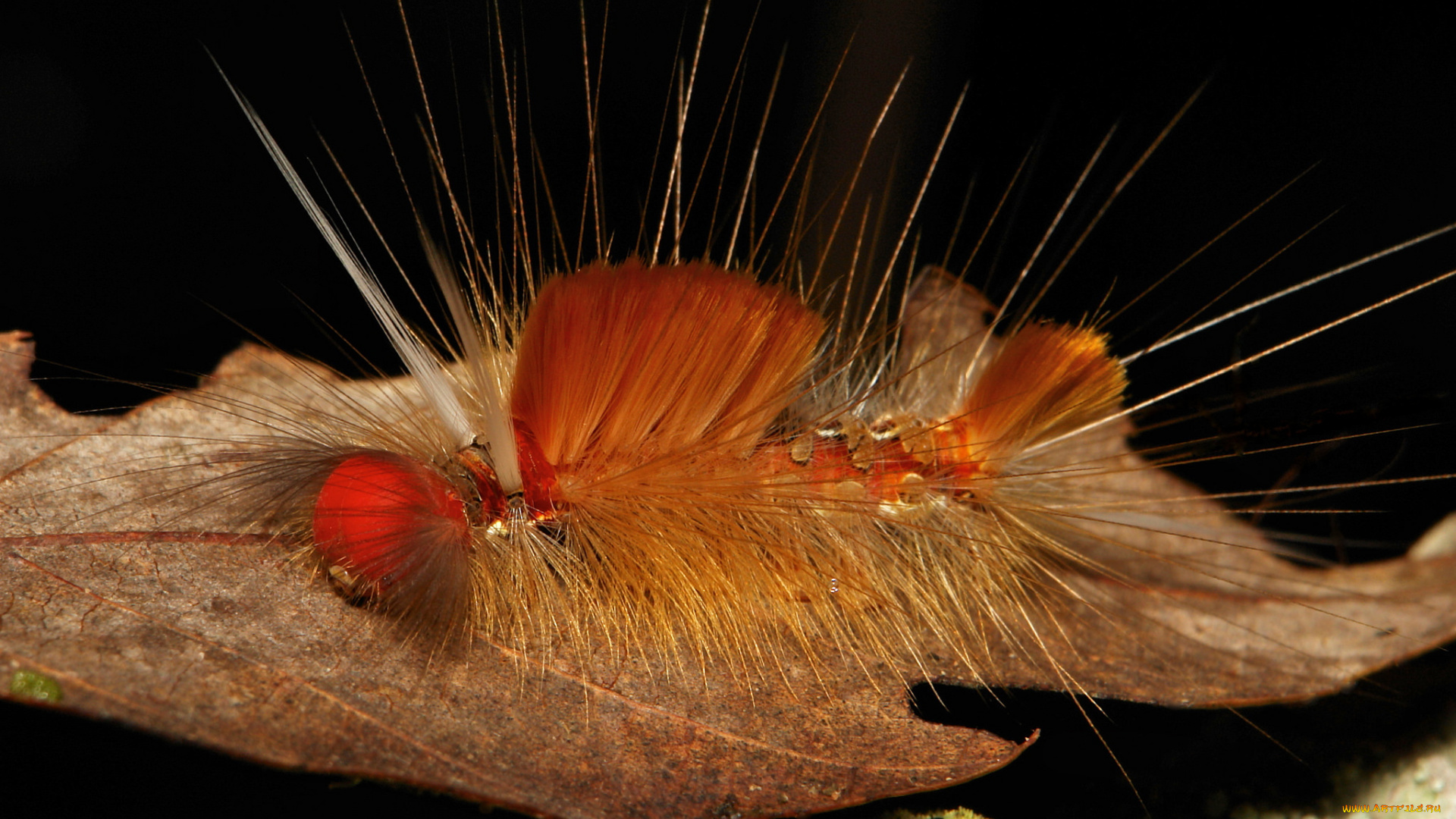 животные, гусеницы, itchydogimages, насекомое, макро, необычная, гусеница, лист