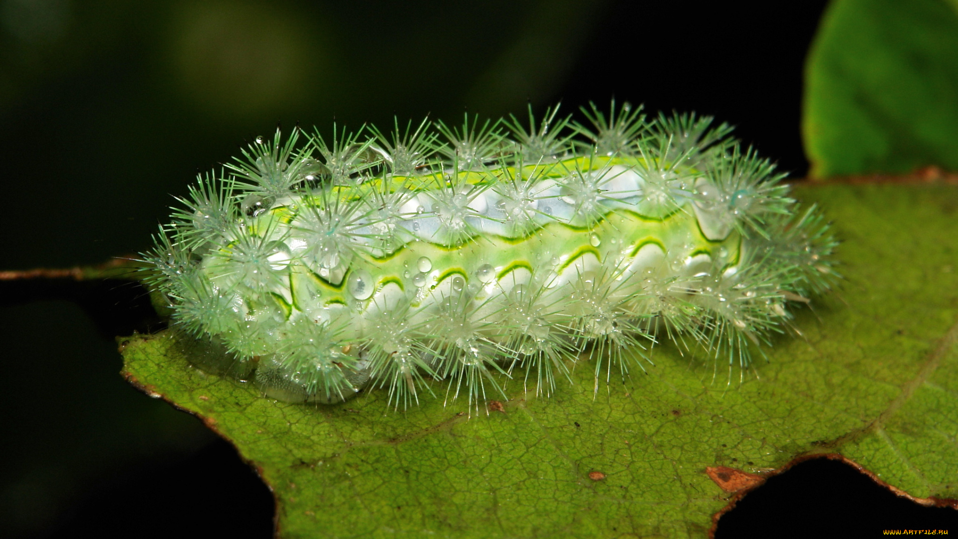 животные, гусеницы, лист, гусеница, макро, itchydogimages, капли, роса, утро