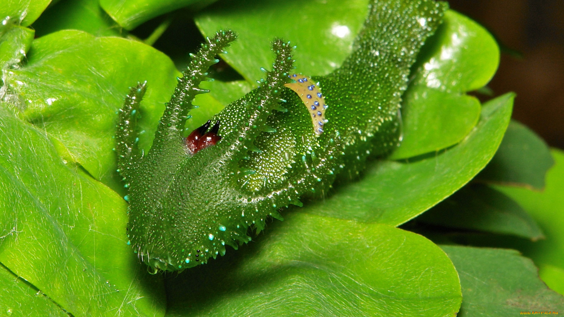 животные, гусеницы, лист, макро, itchydogimages, гусеница