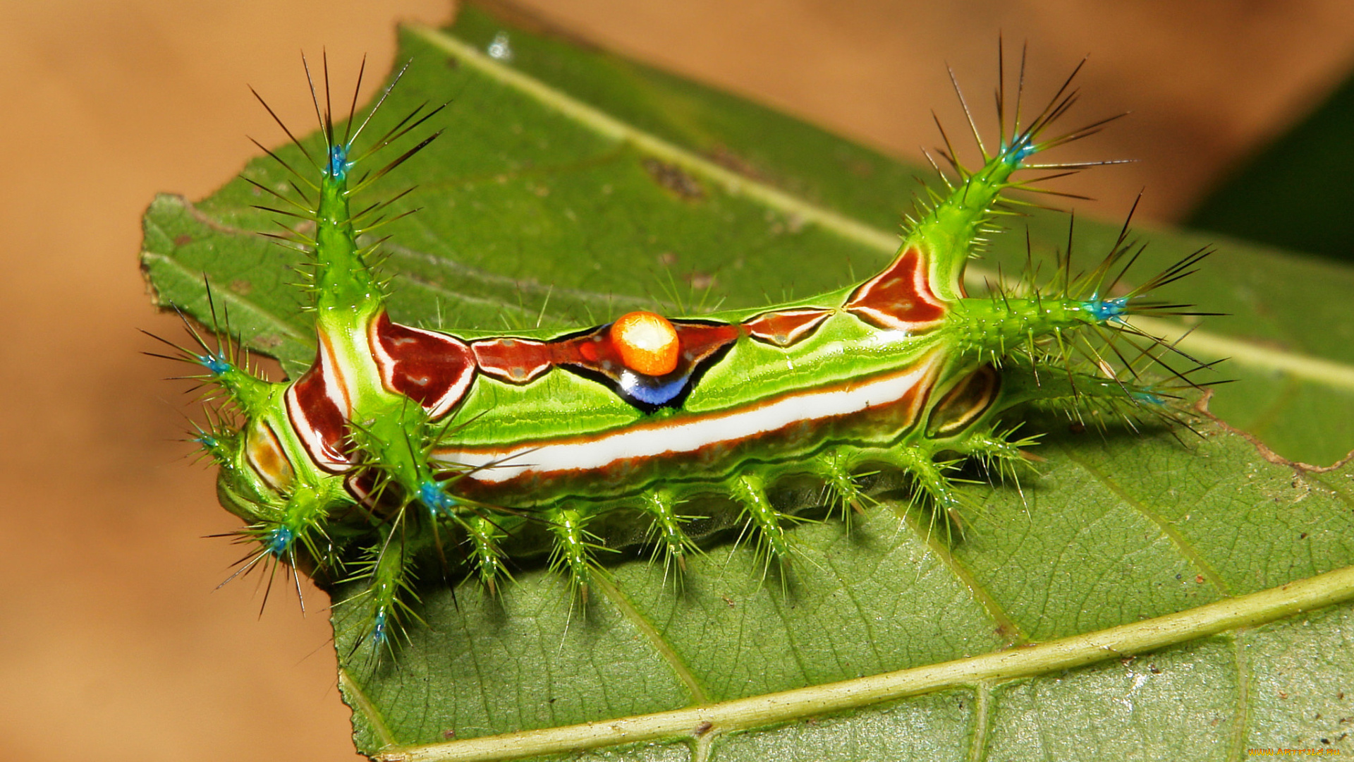 животные, гусеницы, необычная, гусеница, itchydogimages, макро, насекомое, лист