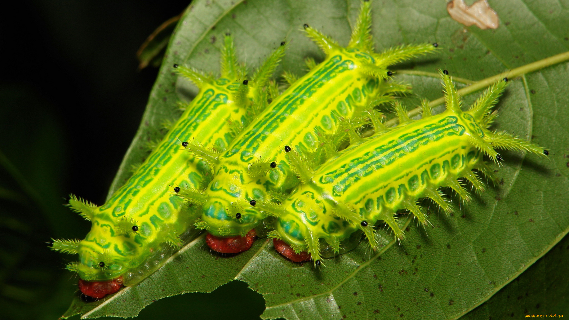 животные, гусеницы, трио, лист, макро, насекомое, itchydogimages, необычные