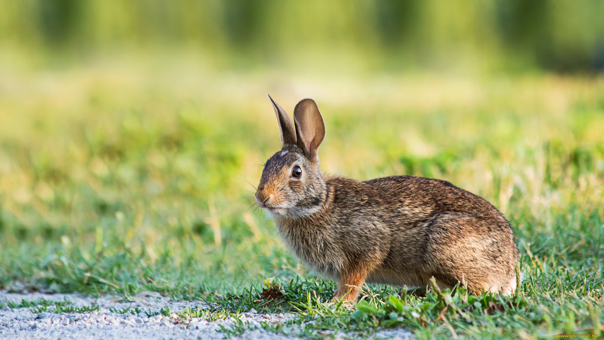 животные, кролики, , зайцы, русак, заяц