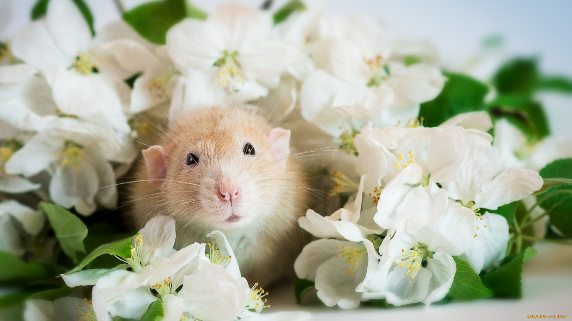 животные, крысы, , мыши, крыса, мордочка, цветы