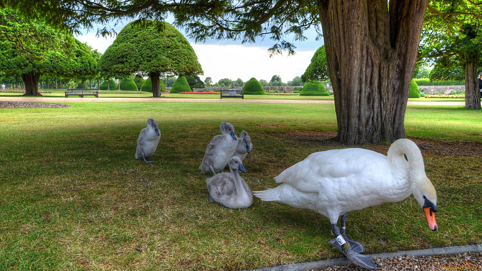 животные, лебеди, птенцы, лебедь