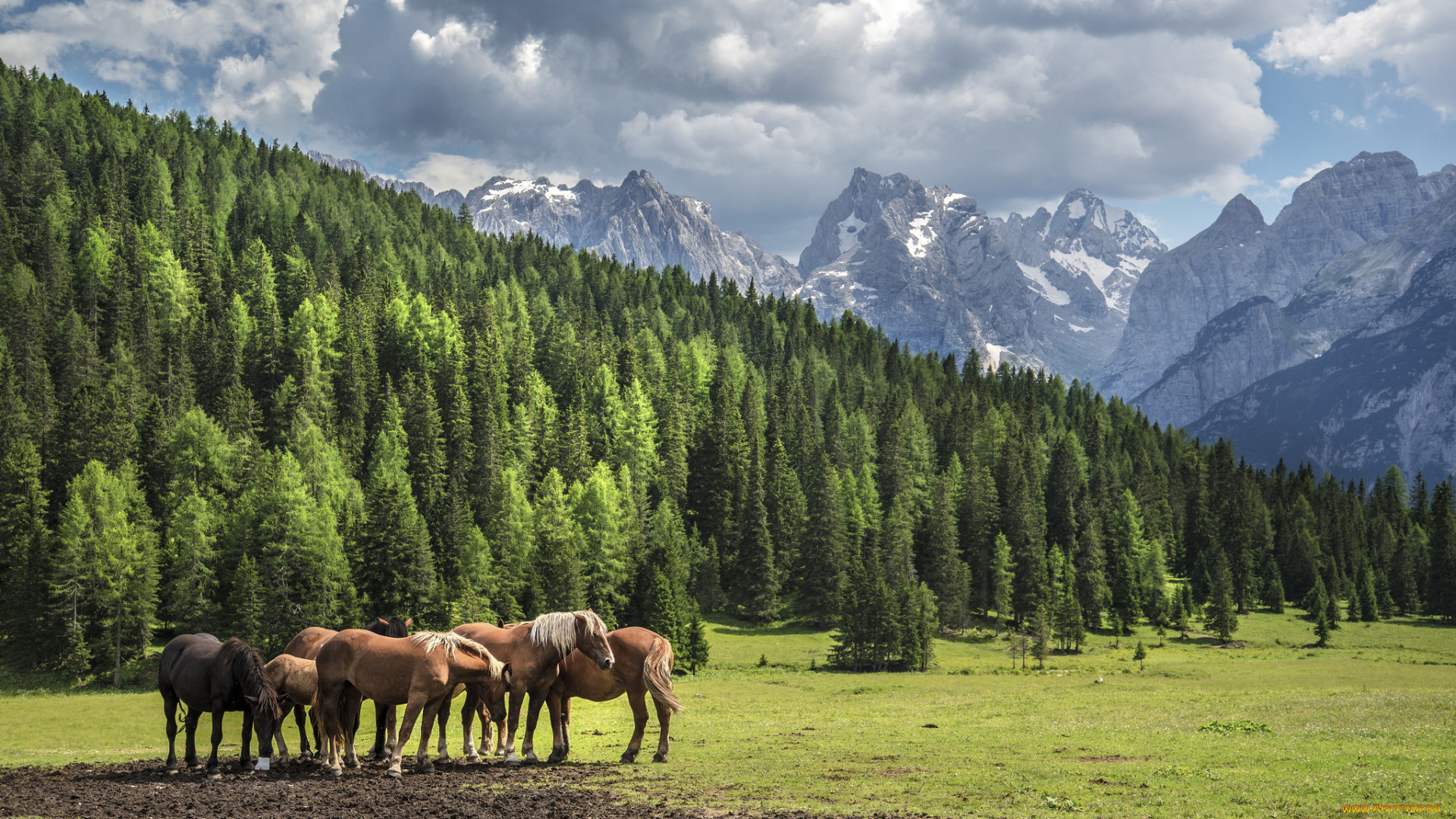 животные, лошади, табун